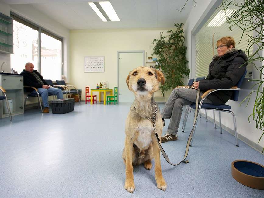 Ansicht 3 von Tierarzt Biet & Wanschura Nagold, Tierarztpraxis Biet & Wanschura
