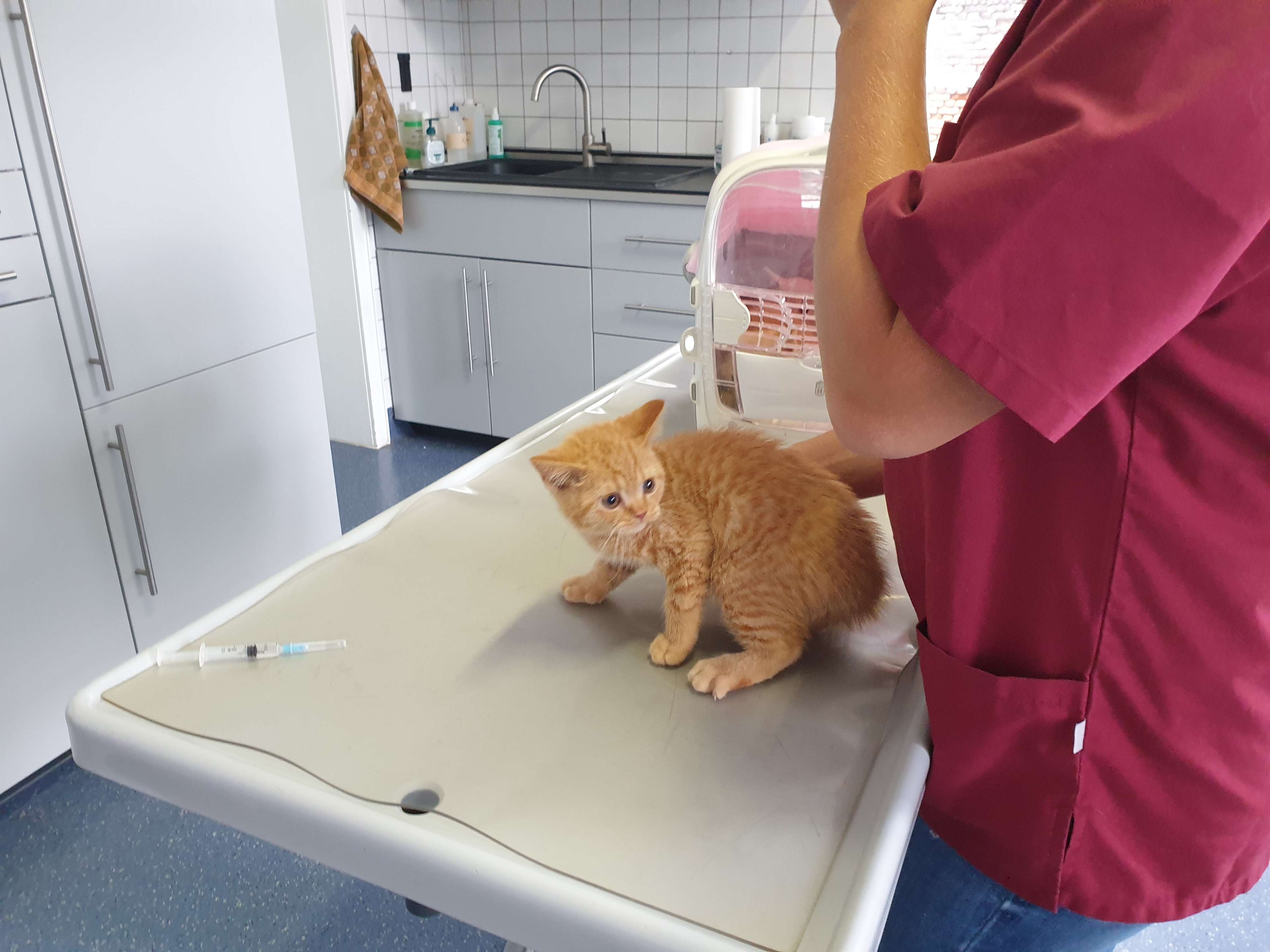 Ansicht 1 von Thorsten Schröder, Tierarzt