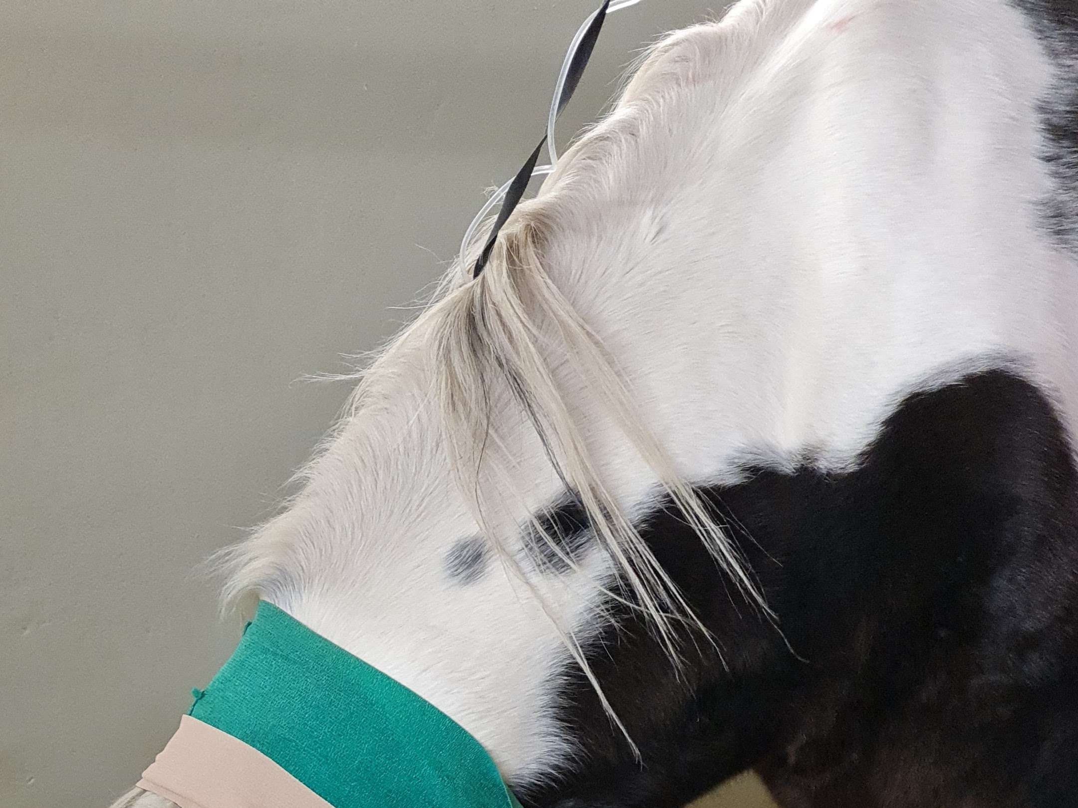 Ansicht 5 von Klinik für Pferde, allgemeine Chirurgie und Radiologie (WE17)