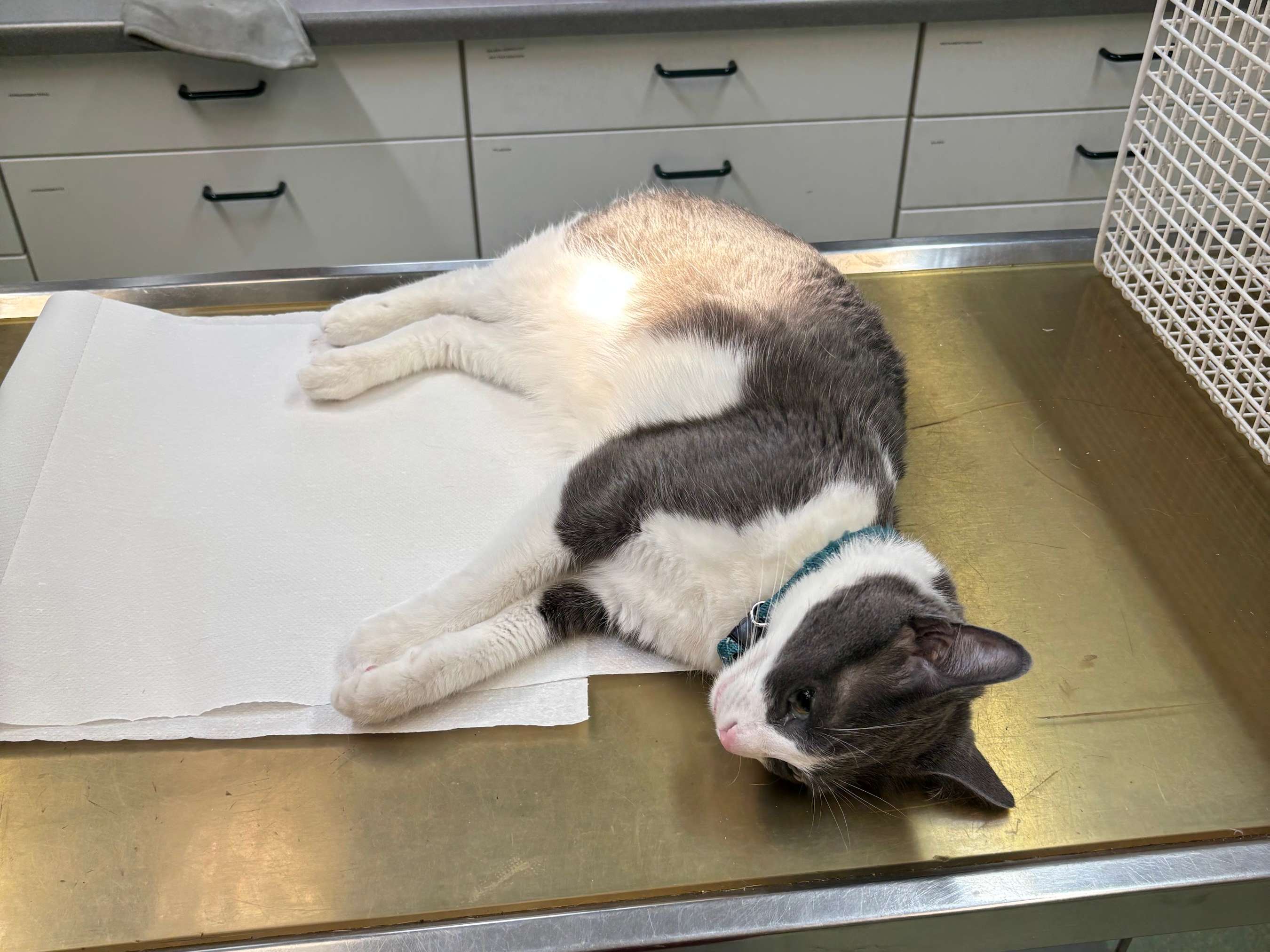 Ansicht 3 von Tierklinik Seekirchen Dr. Arnezeder - Dr. Oppeneiger OG