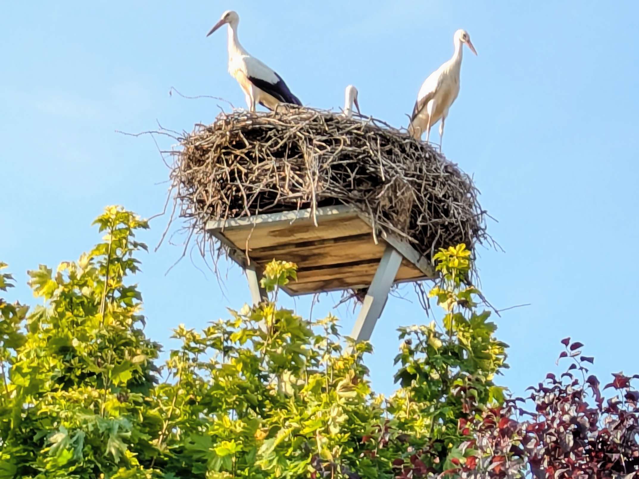 Ansicht 1 von Tierheilpraxis Julia Lehmann
