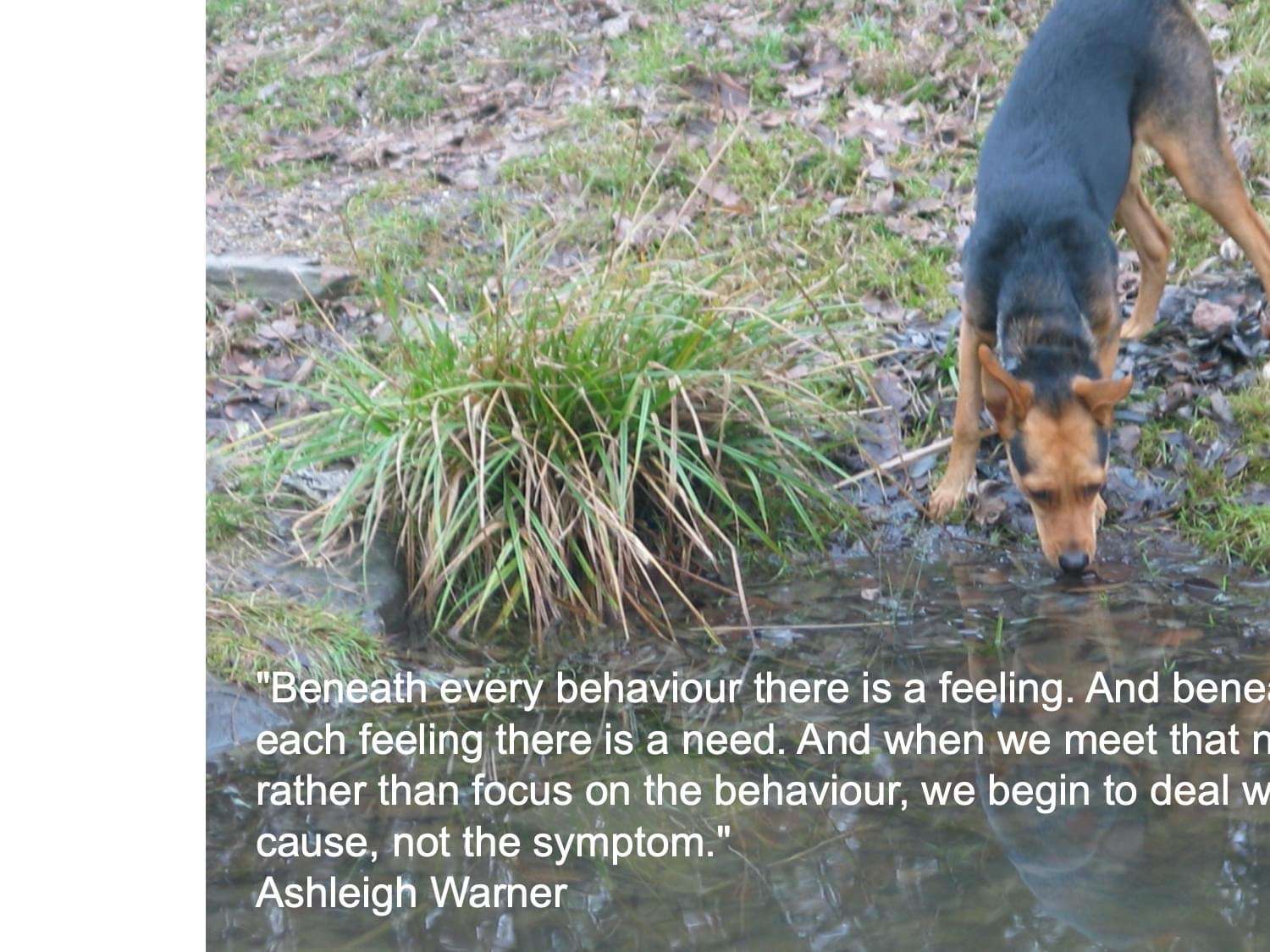 Ansicht 2 von Dr. Ellen Sandhas Tierarztpraxis für Verhaltenstherapie