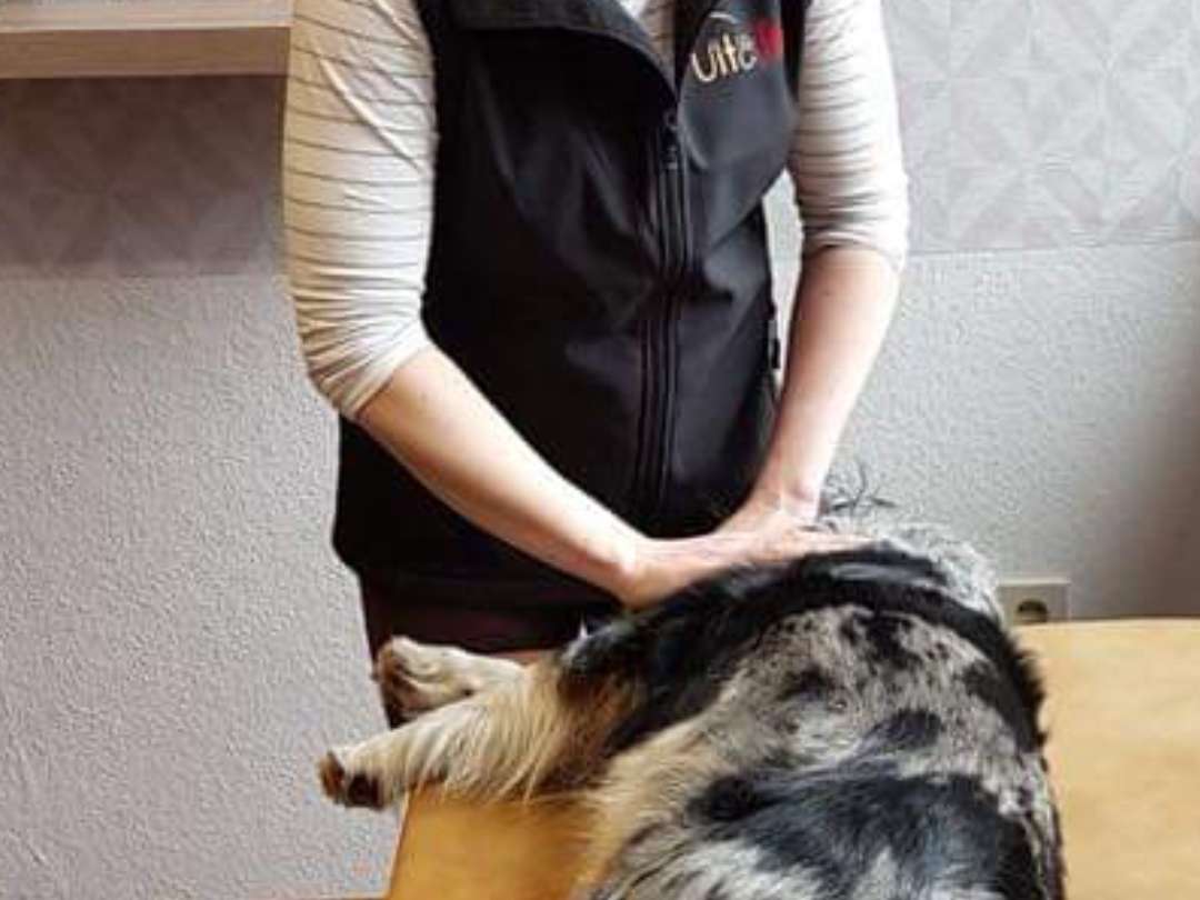 Ansicht 1 von Vitafit Hundephysiotherapie und Naturheilkunde für Pferd und Hund
