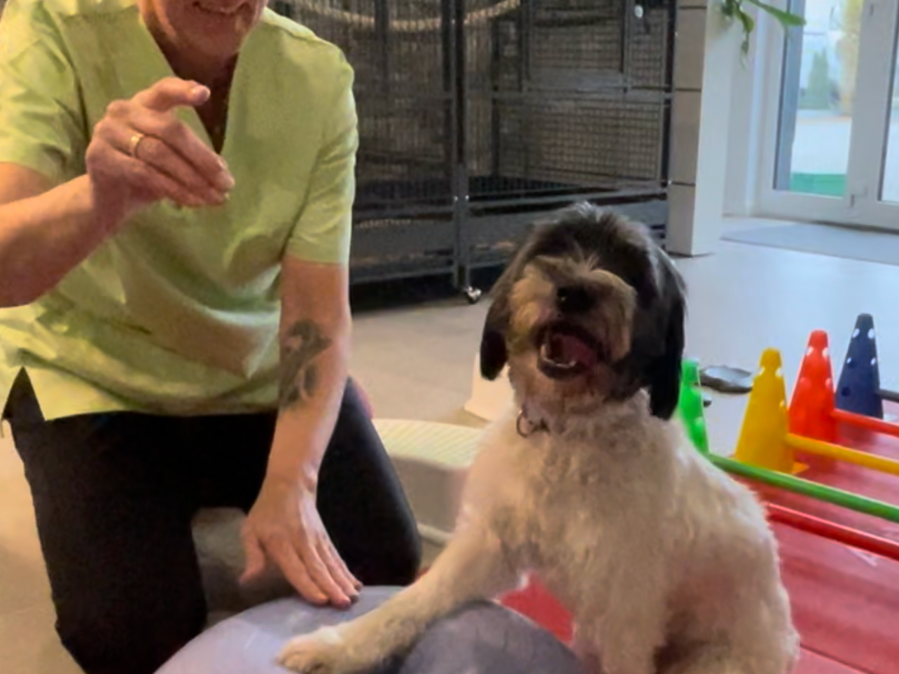View 3 of Dogs Aqua fit - Tierphysiotherapie Damme