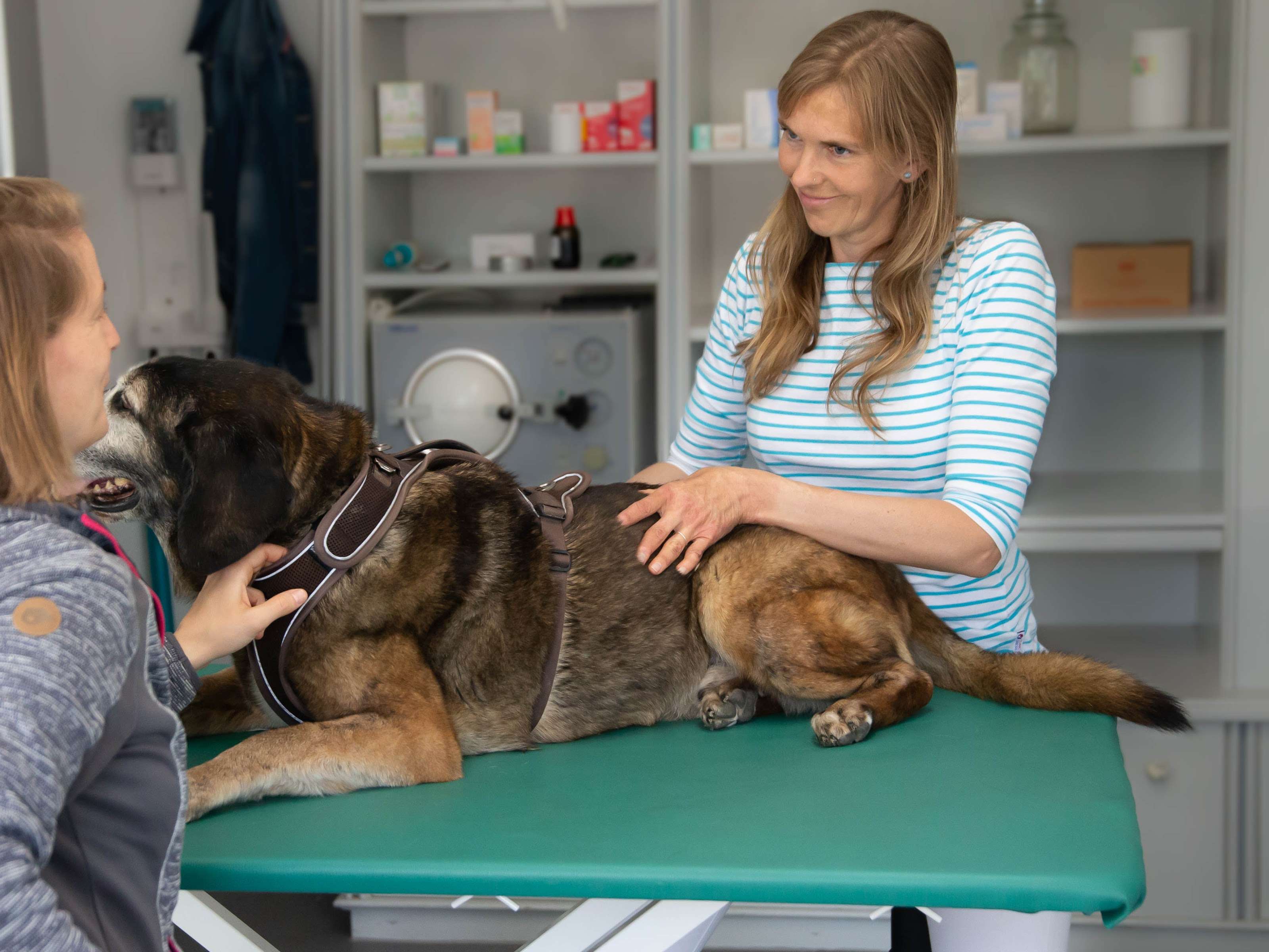 Ansicht 2 von PhysioTierärztin Mag. Martina Süss mit HundeFitnessCenter