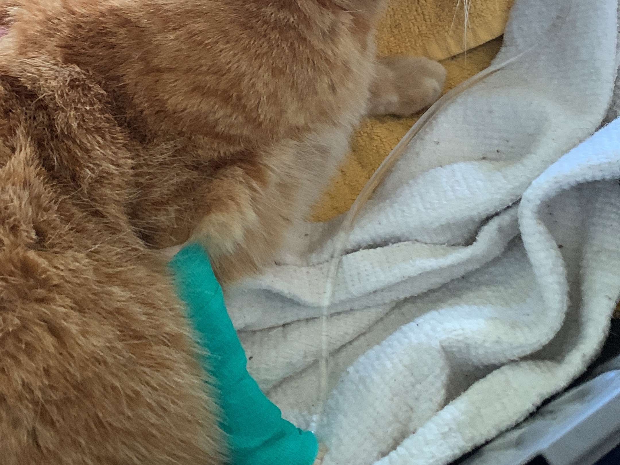 Ansicht 1 von Dr.med.vet. Sabine Sinowatz Tierärztin