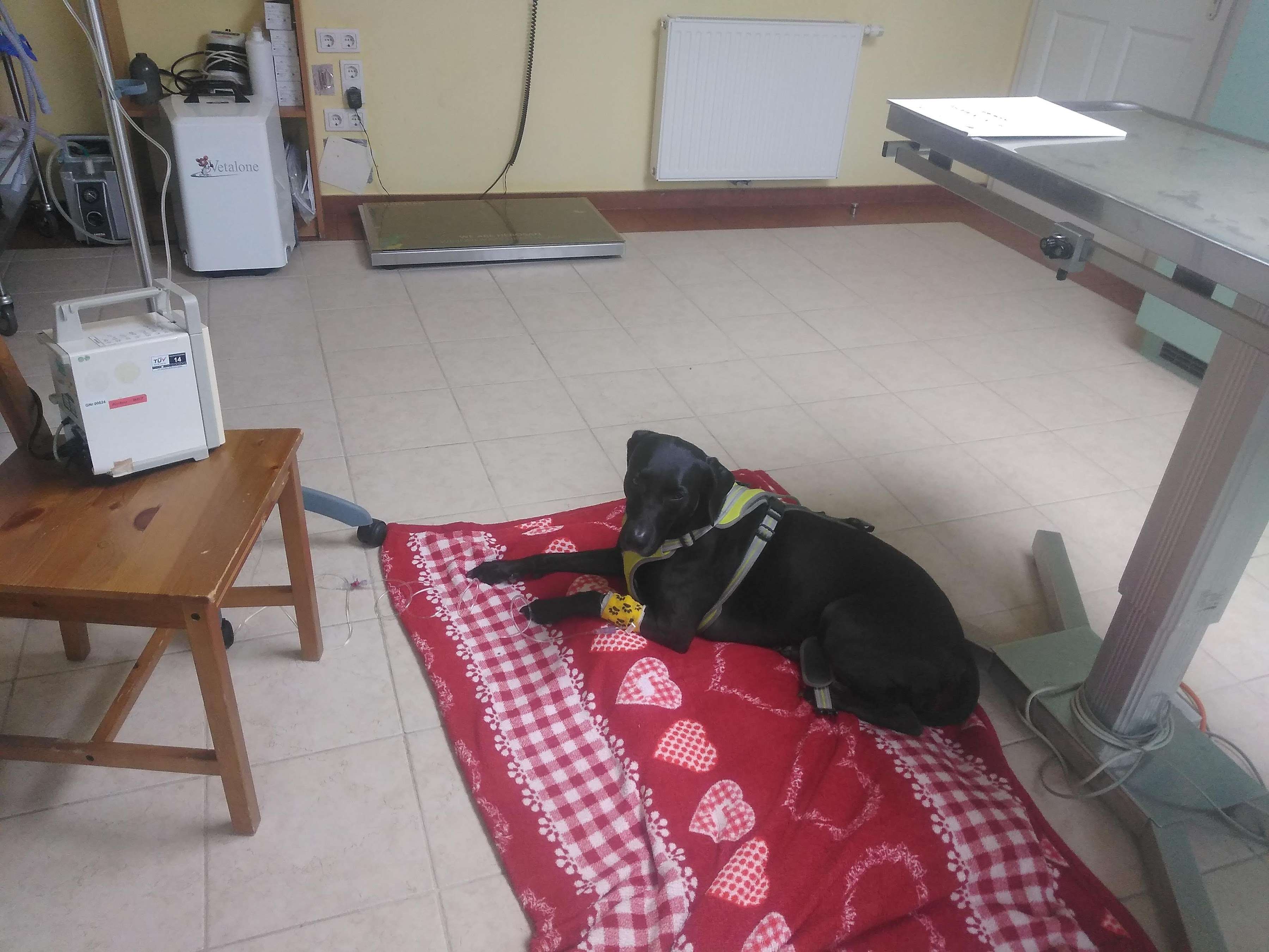 Ansicht 2 von TIERAMBULANZ BRIGITTENAUERLÄNDE