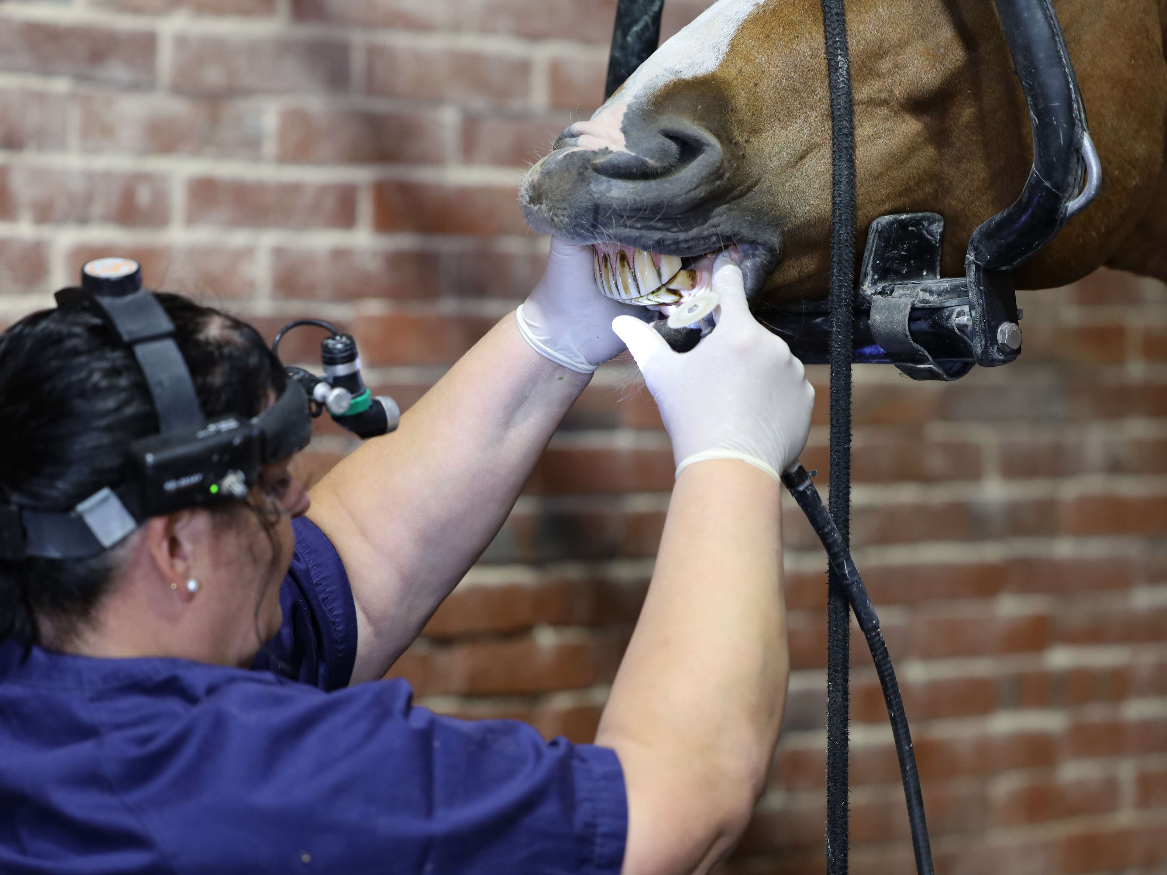 Ansicht 3 von Equine Dental Care Rabea Neubaum-Otte