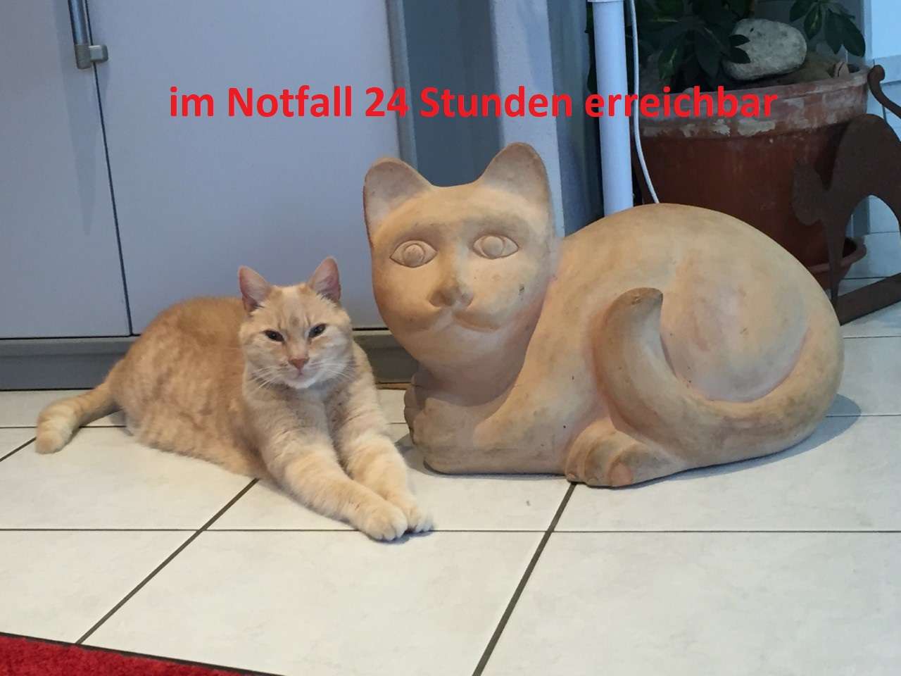 Ansicht 1 von Dr. Joachim Pichler Praktischer Tierarzt