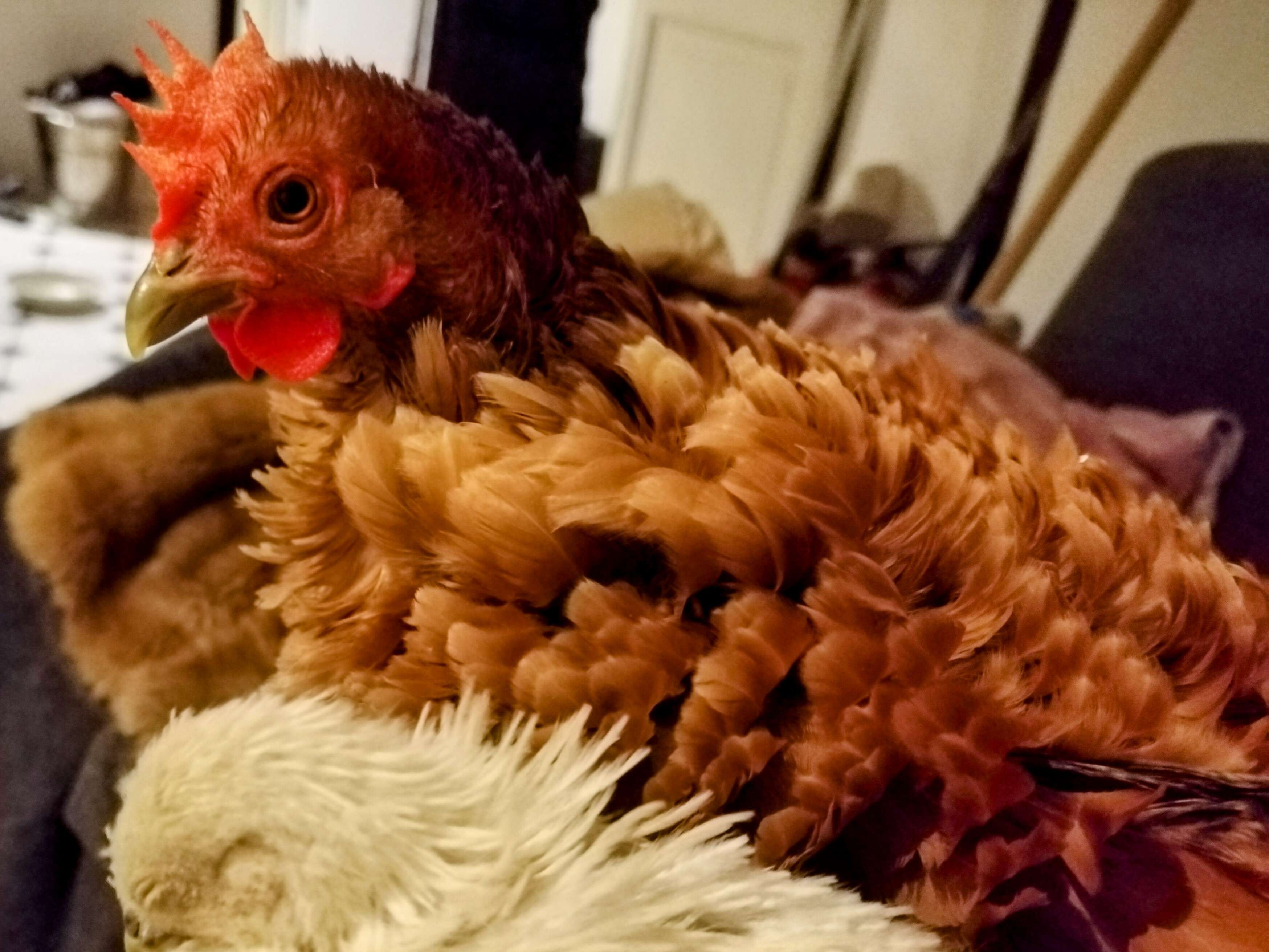 Ansicht 1 von RUMI-Vet, Tierärztliche Praxis, Dr. M. Thumes, Dr. G. Gau, J. Thumes