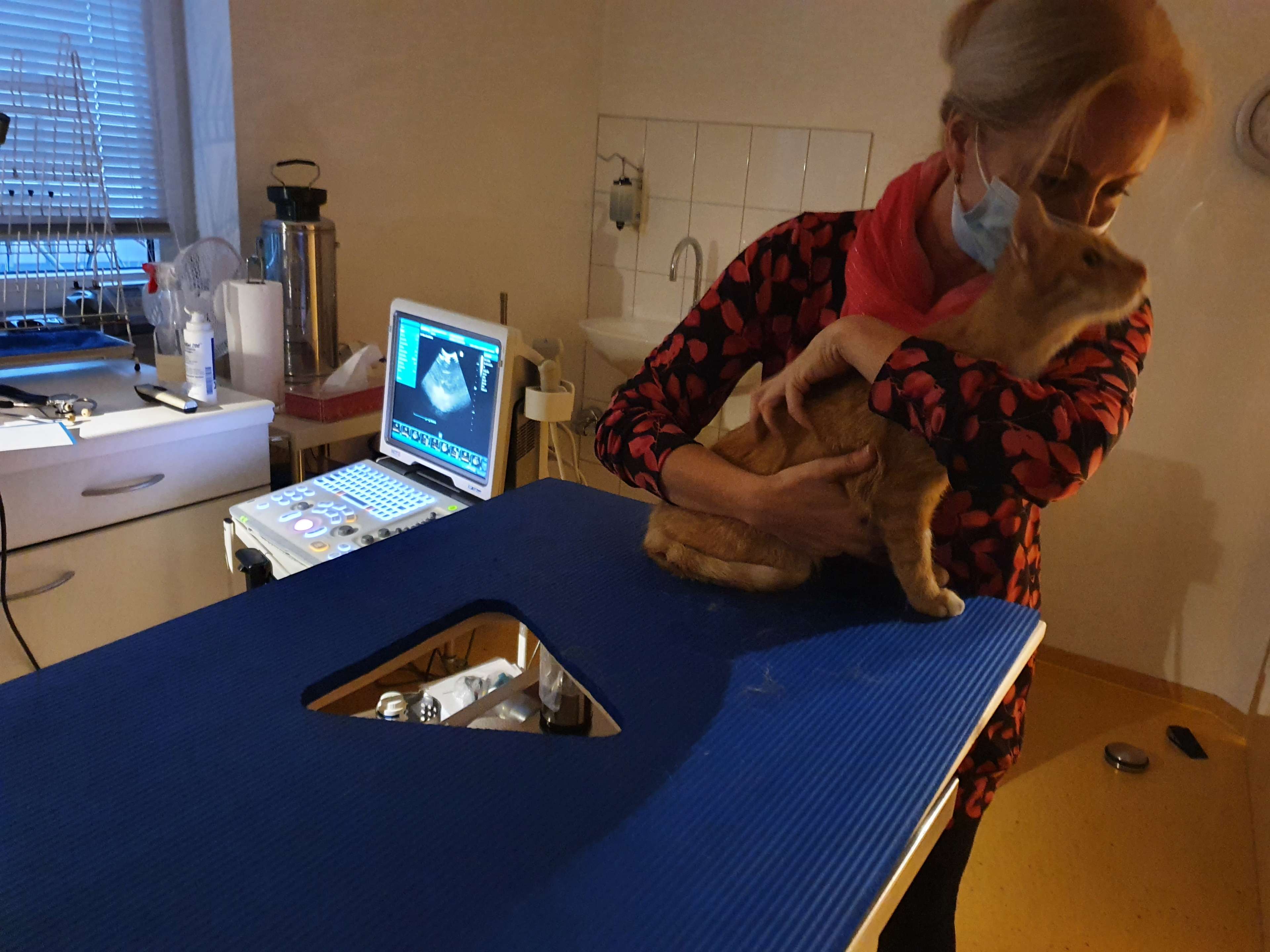 View 2 of Dr.med.vet. Heidi Buschmann Tierärztin