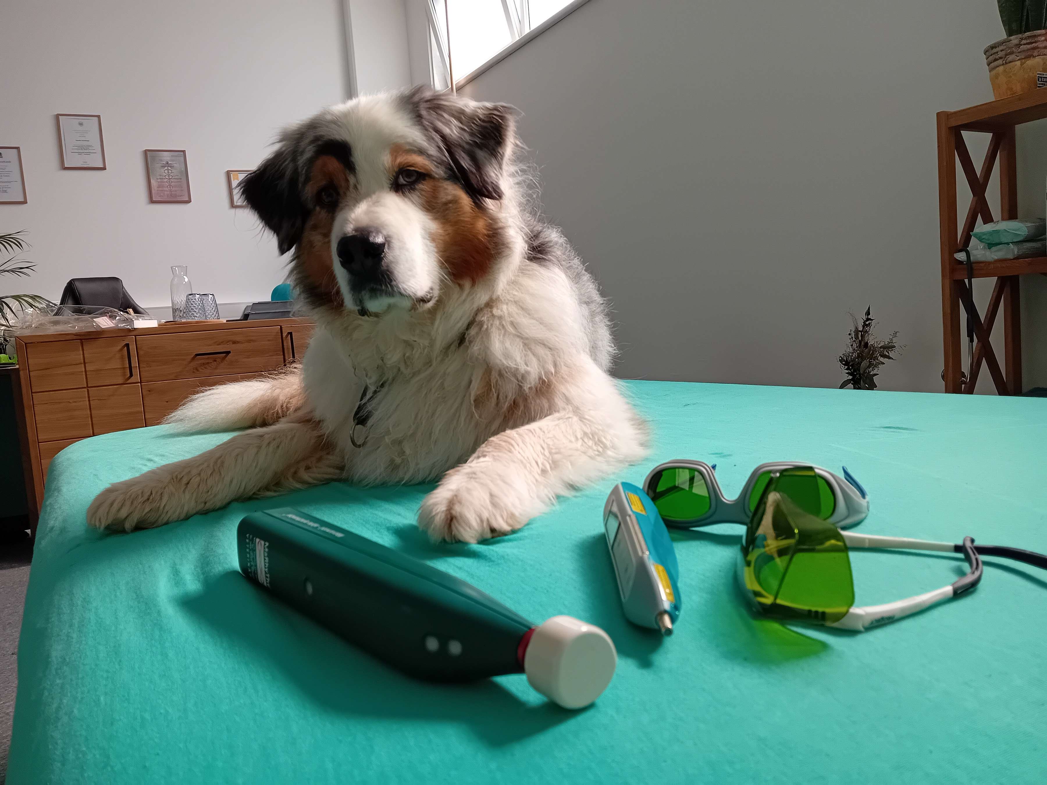 View 1 of PhysioDog Hundephysiotherapie