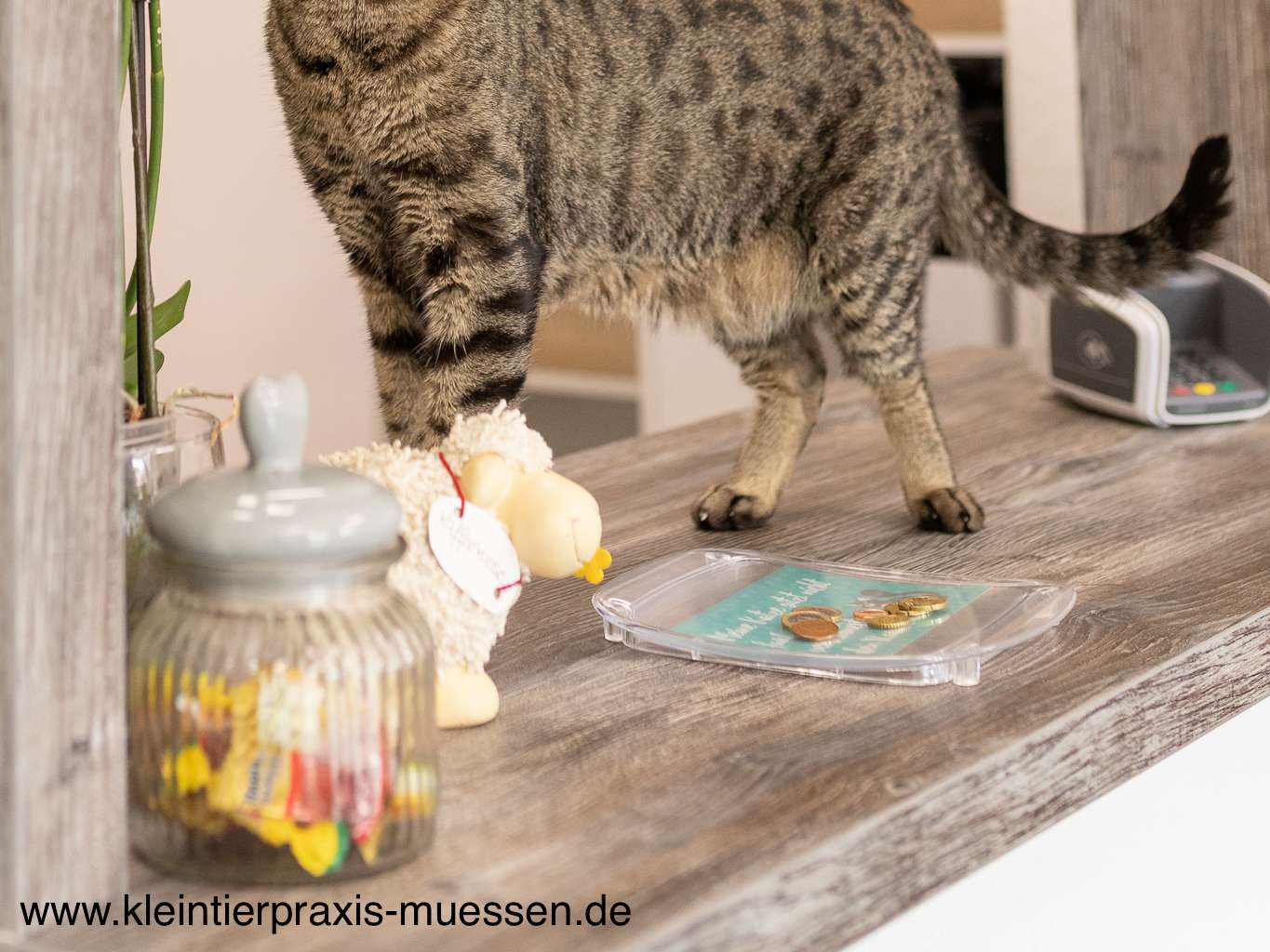 Ansicht 1 von Kleintierpraxis Müssen - Dörte Krause