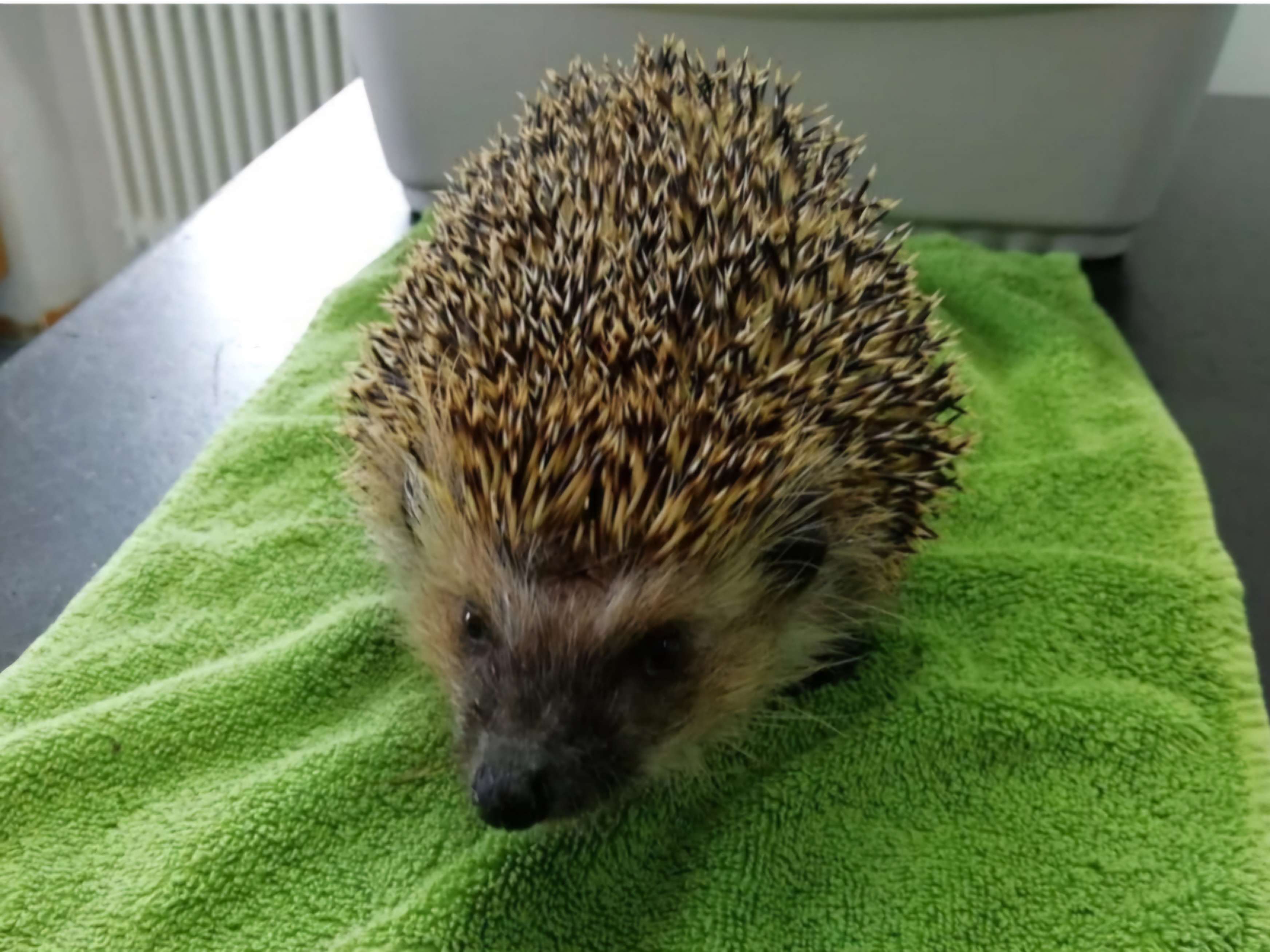 Ansicht 1 von Dagmar Schmidt Tierärztin