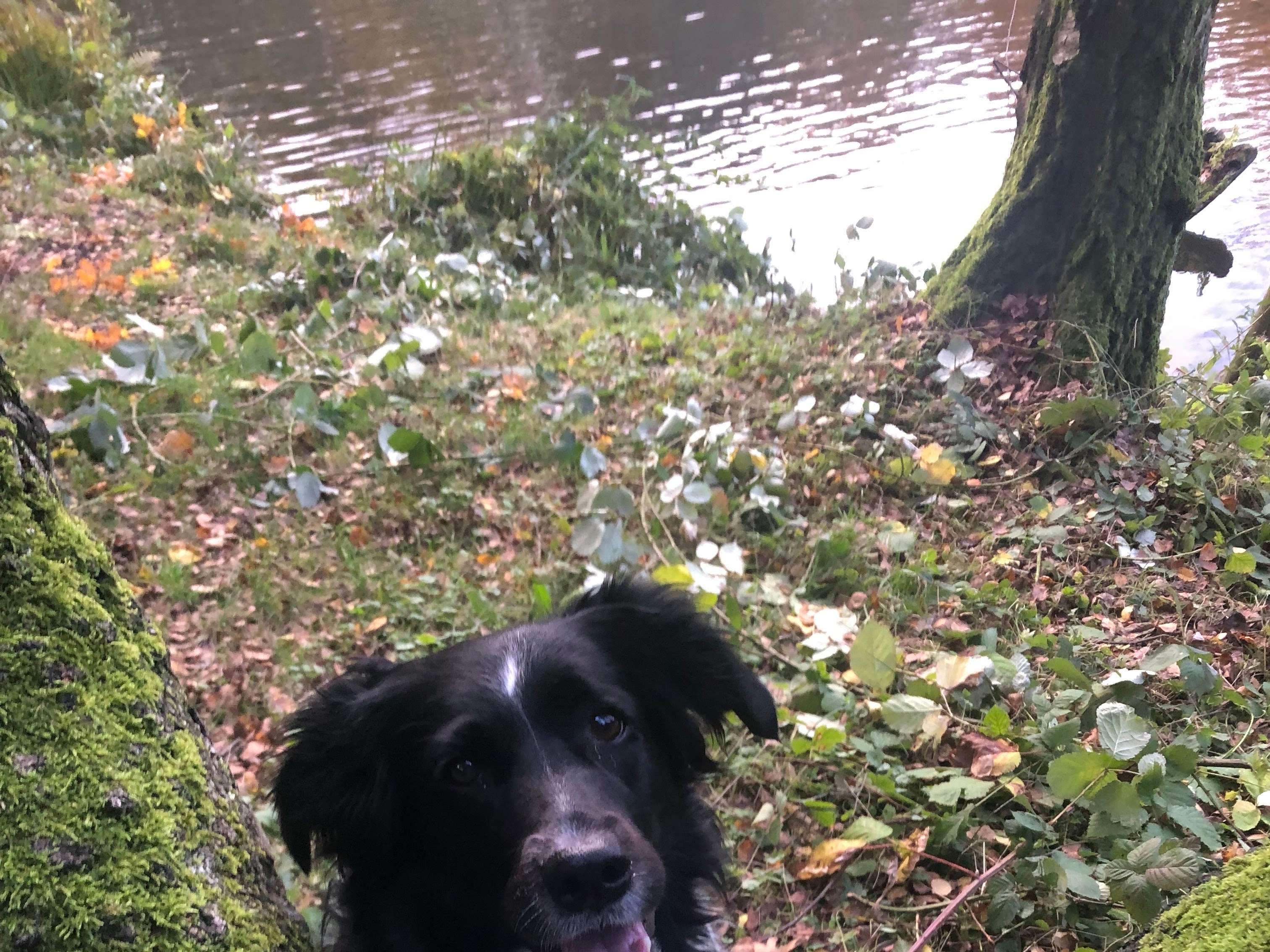 Ansicht 1 von Hund-Osteo