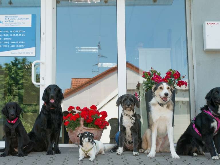 Ansicht 1 von Tierarztpraxis Oppenheim