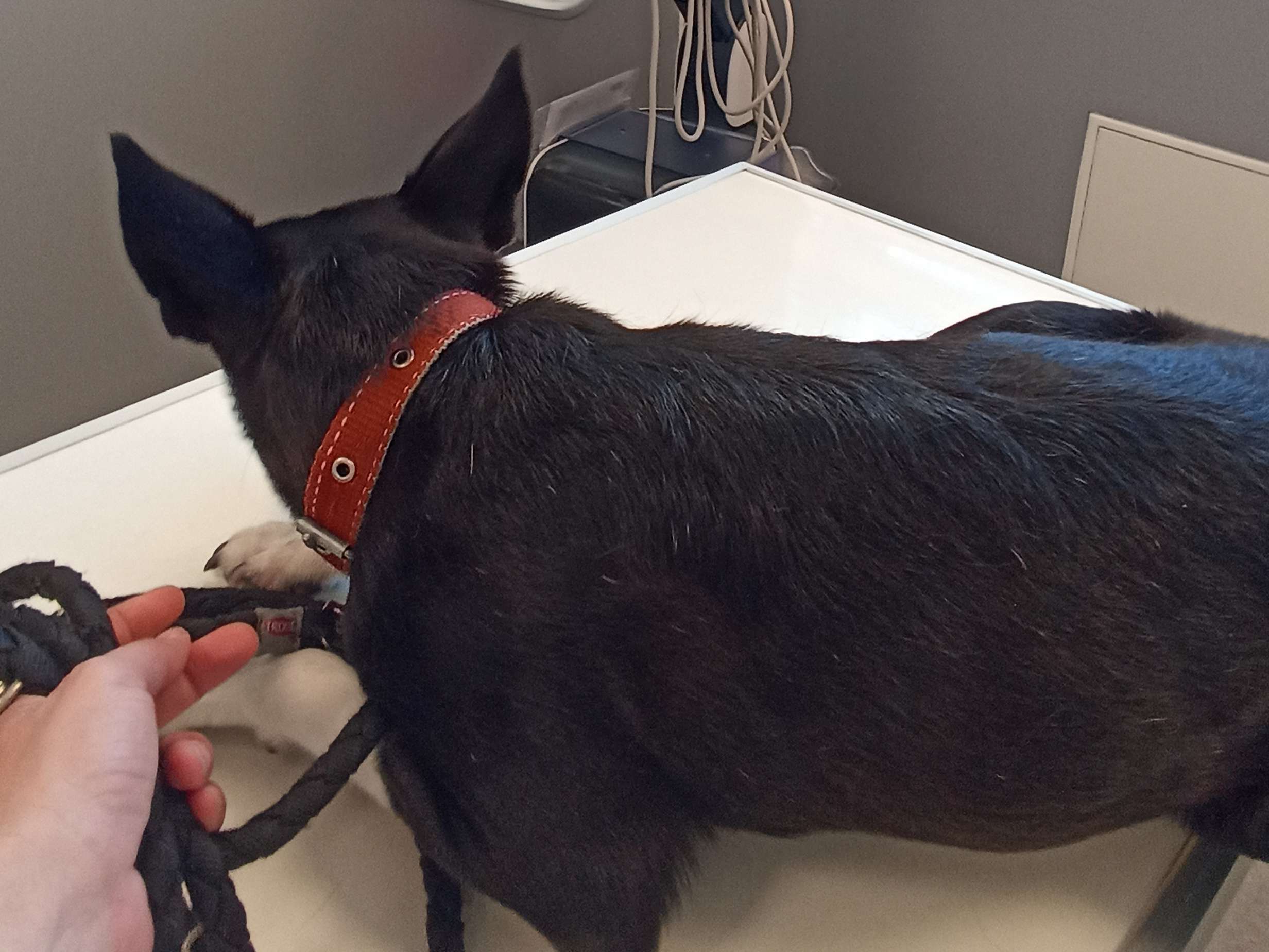 Ansicht 3 von VetCare Kaiserslautern