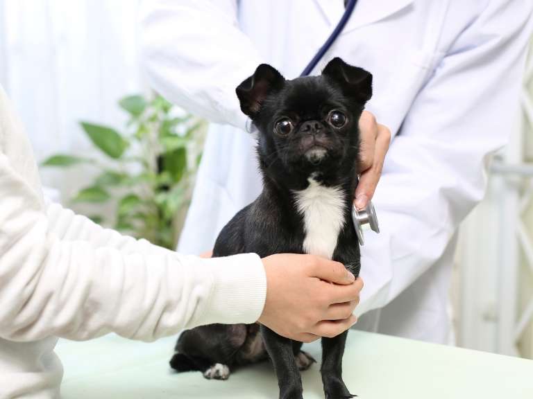 Ansicht 1 von Tierarzt Bräuningshof, Die Tierischen - Zentrum für Tiergesundheit