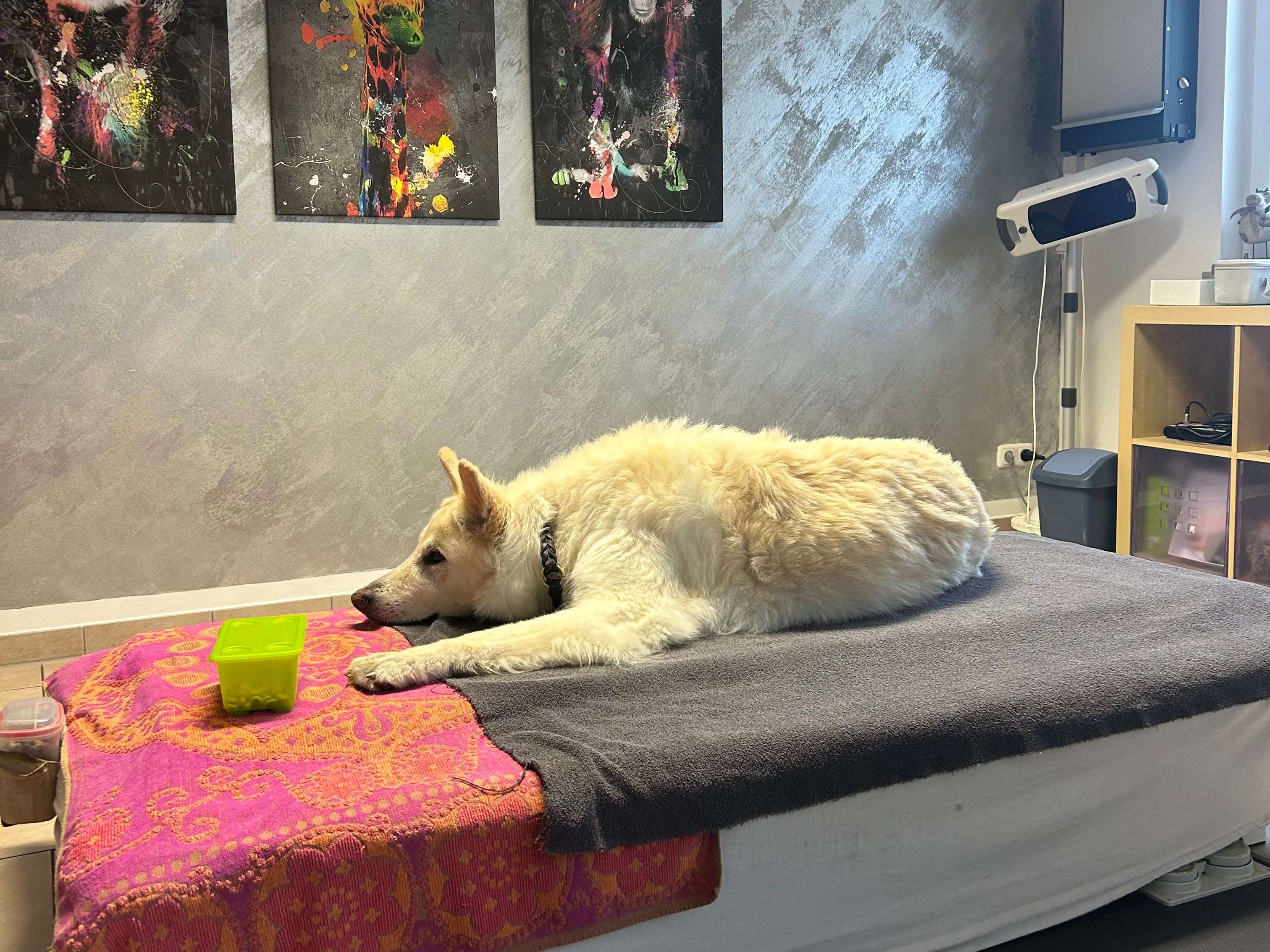 Ansicht 2 von Tierphysiotherapie Karl