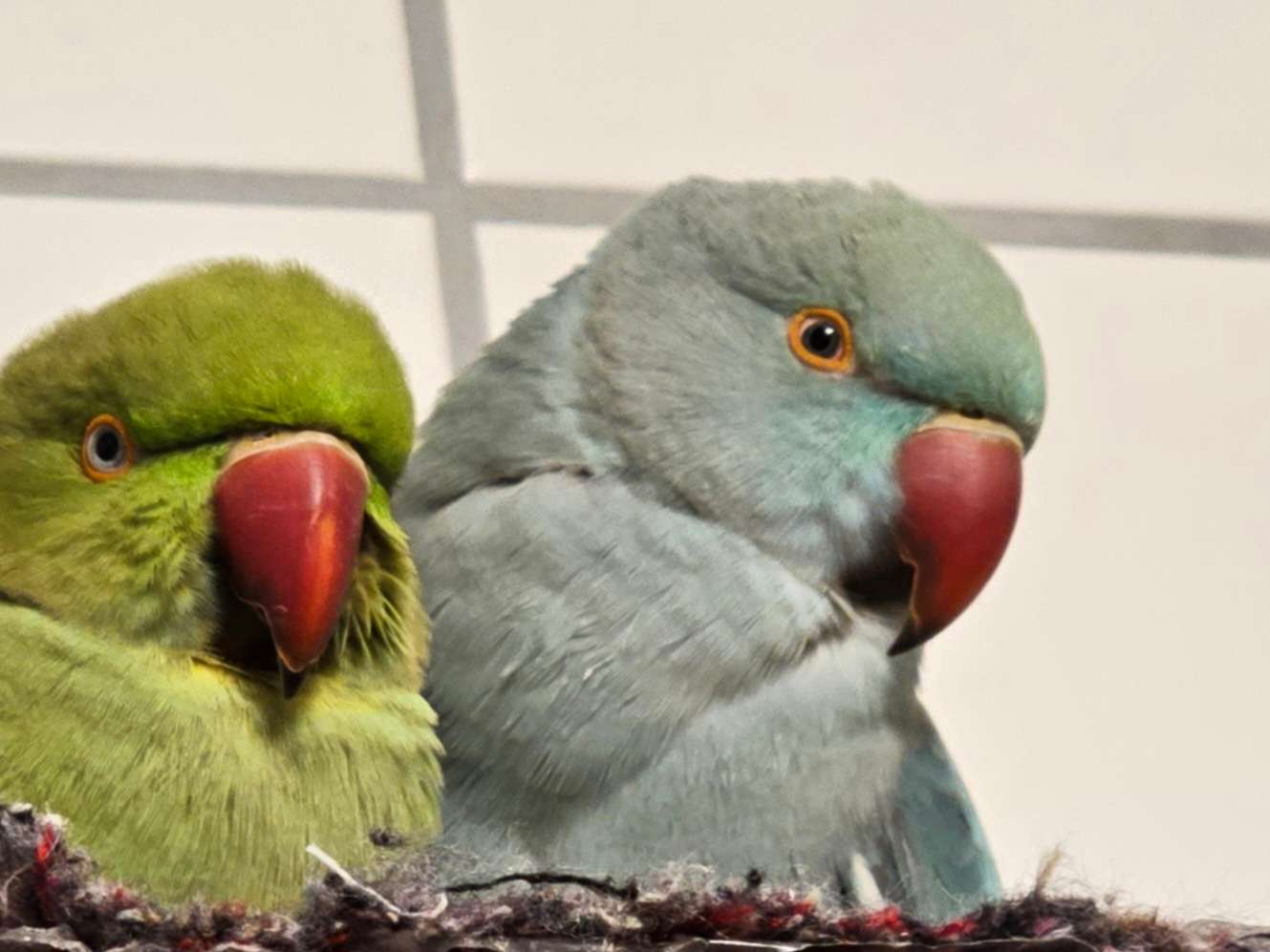 Ansicht 2 von Tierärztliche Praxis Dr. med. vet. Heuser