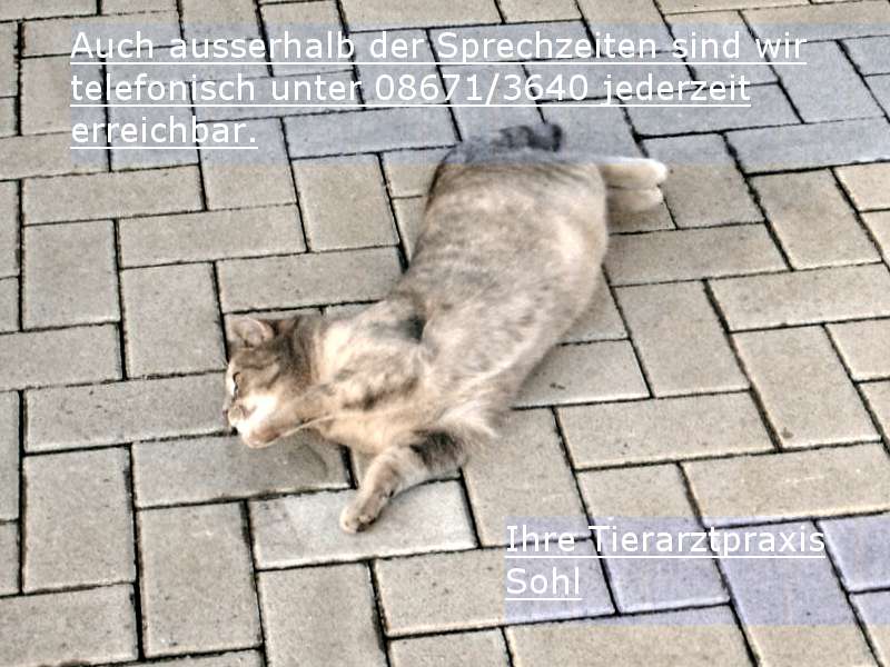 View 1 of Tierarztpraxis Robert Sohl