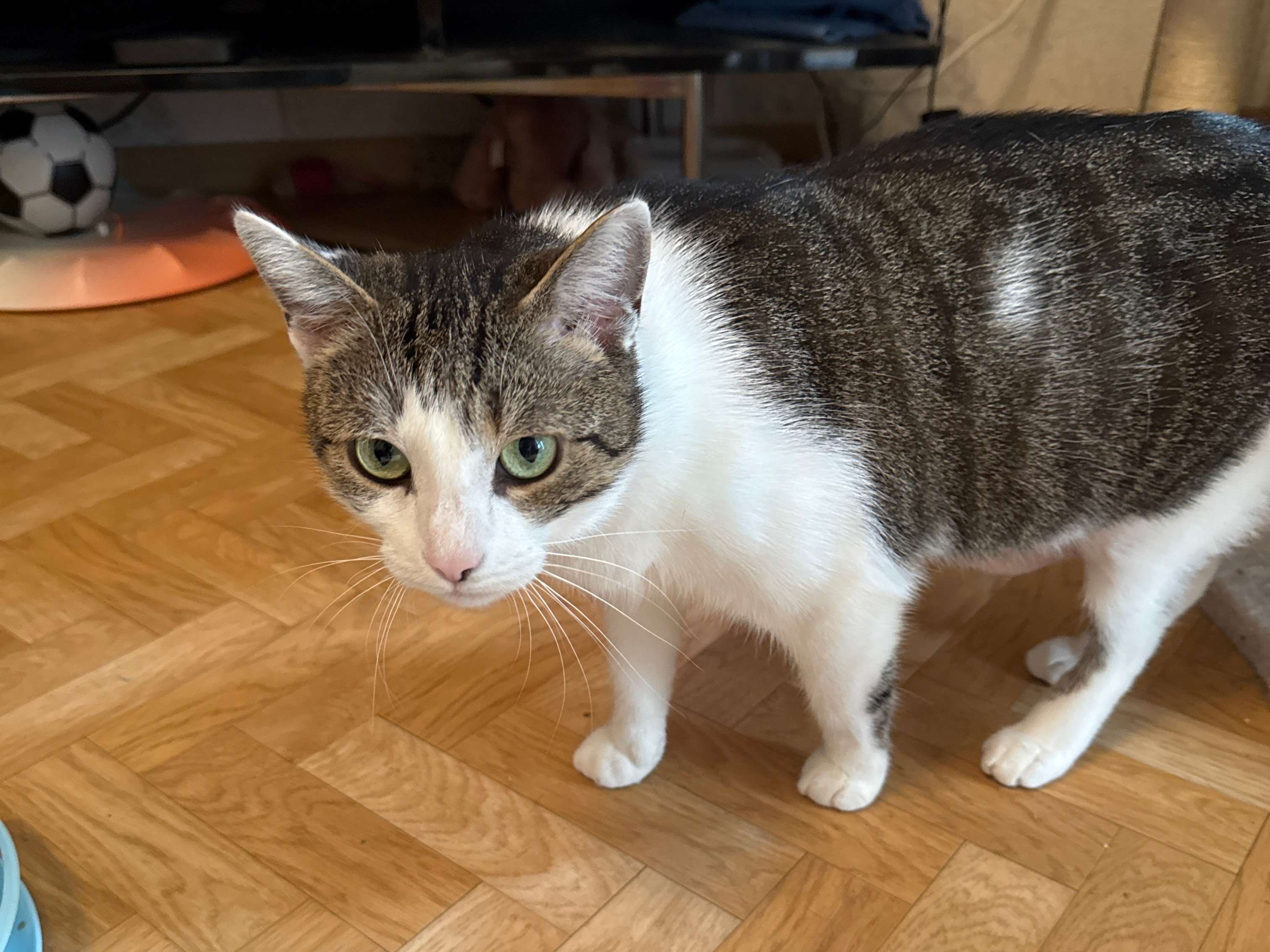 Ansicht 1 von felmo Mobiler Tierarzt Wiesbaden