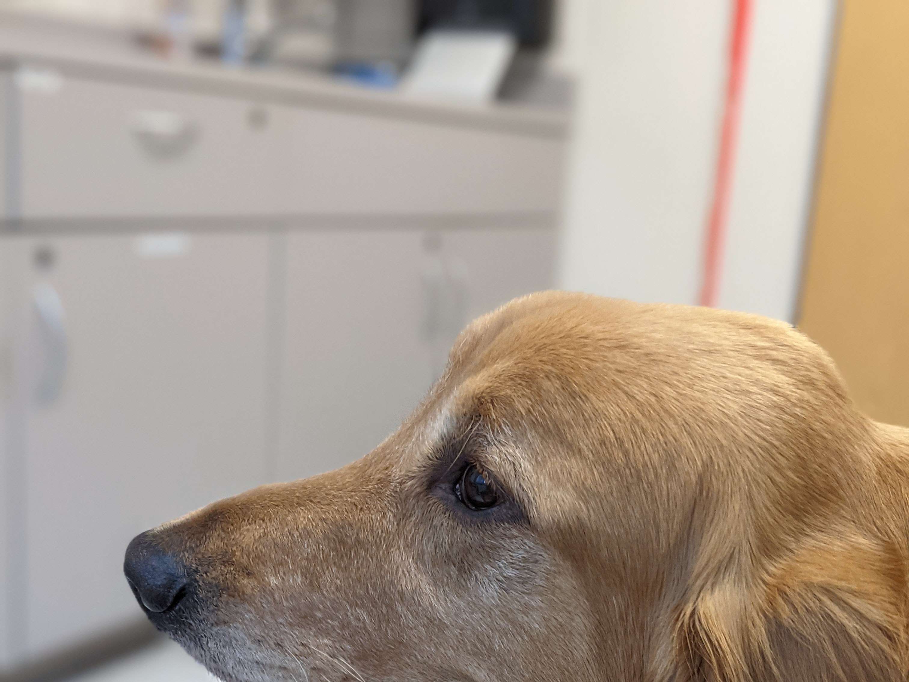 Ansicht 2 von Veterinary Medical Center Europe