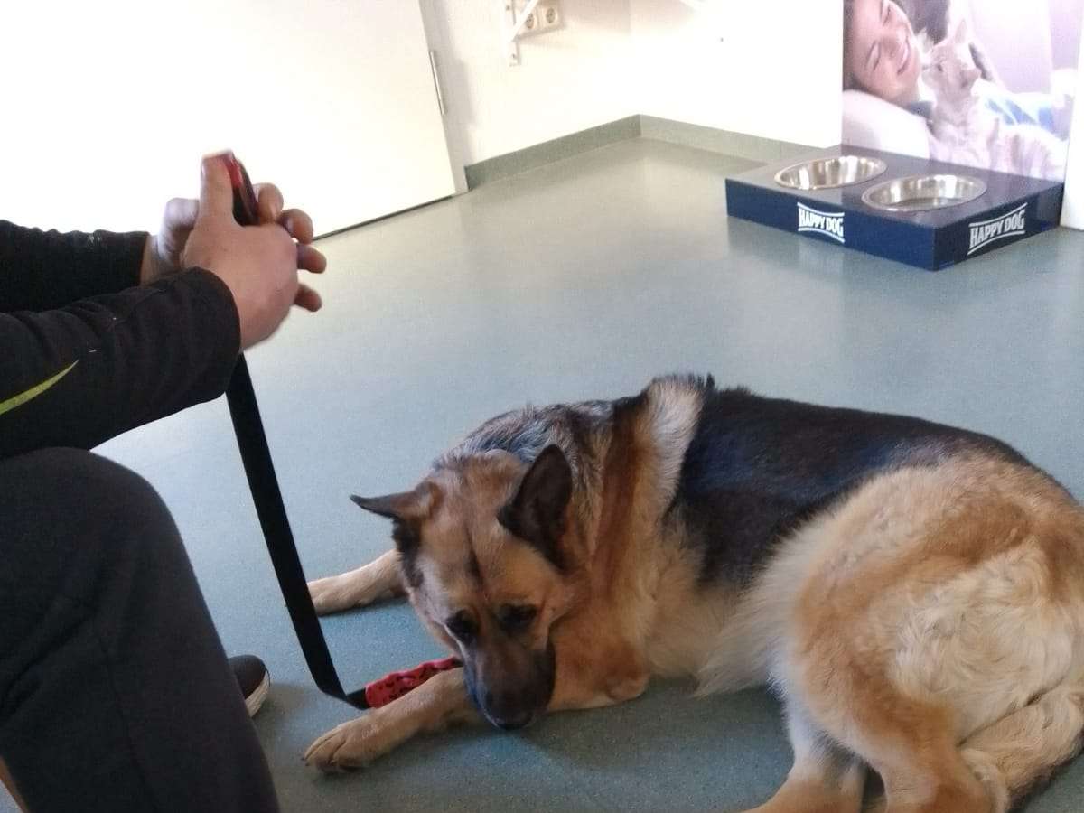 Ansicht 1 von Dr. med.vet. Katrin Fürst