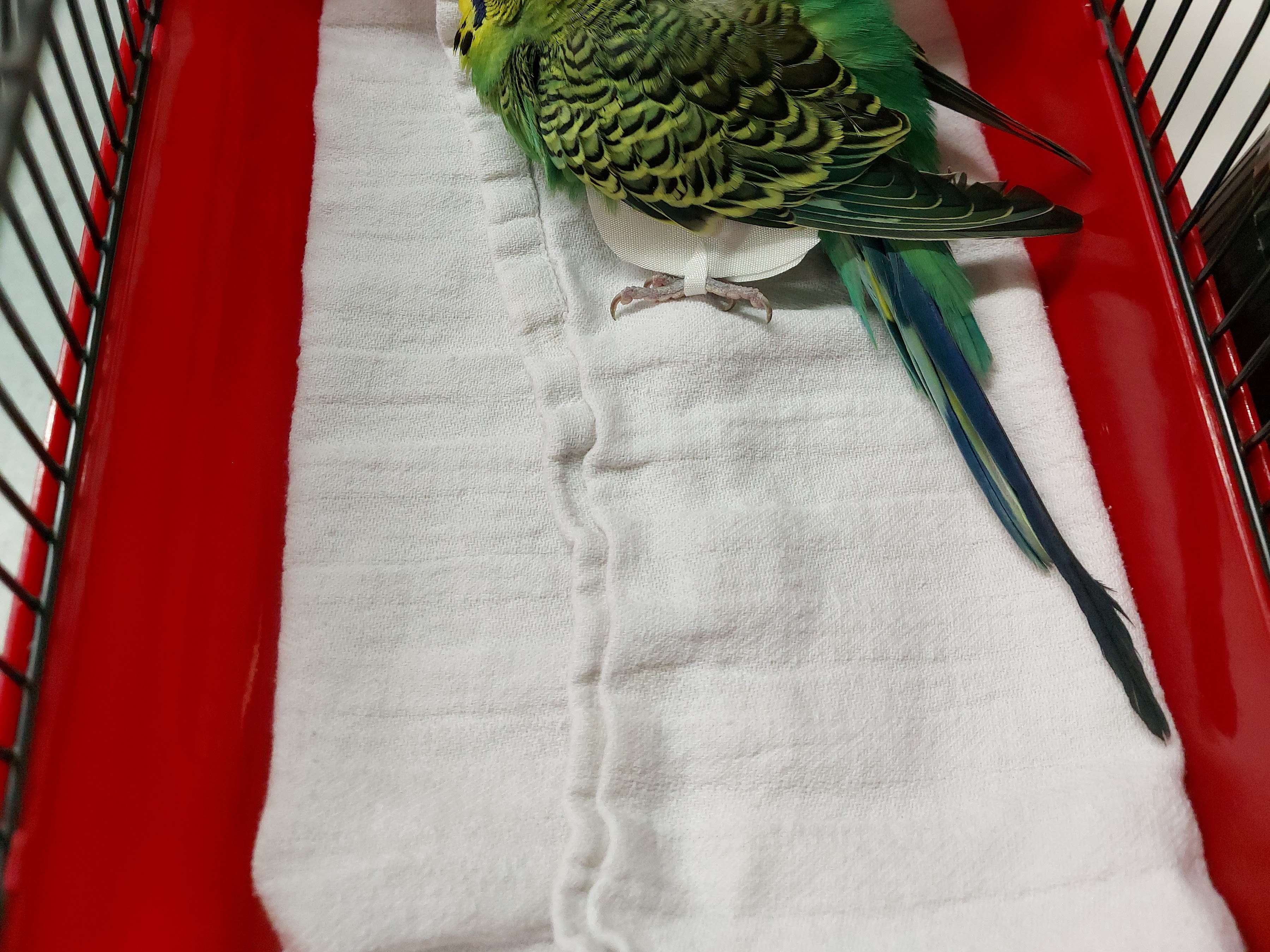 Ansicht 1 von Klinik für Vögel, Kleinsäuger, Reptilien und Zierfische, LMU München