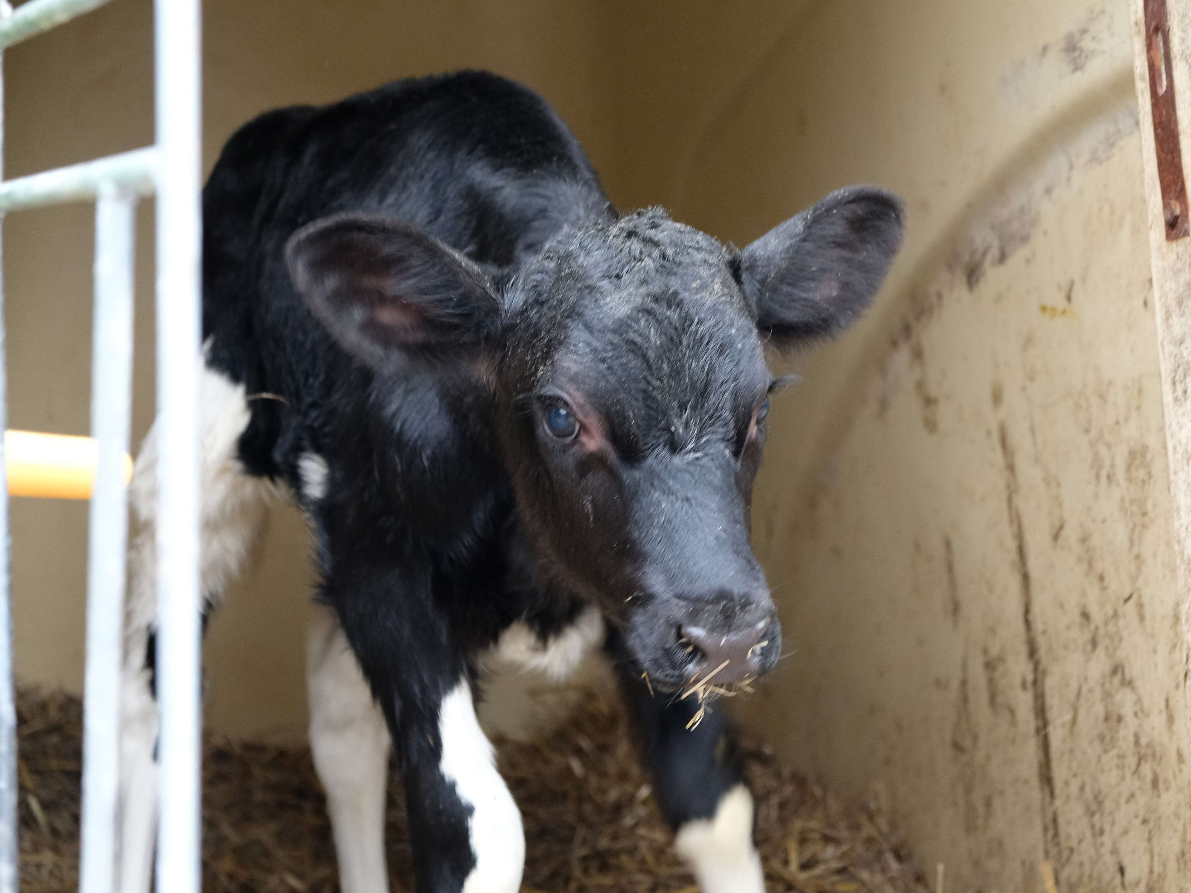 Ansicht 3 von edivet Tiergesundheit GmbH (Großtierpraxis)