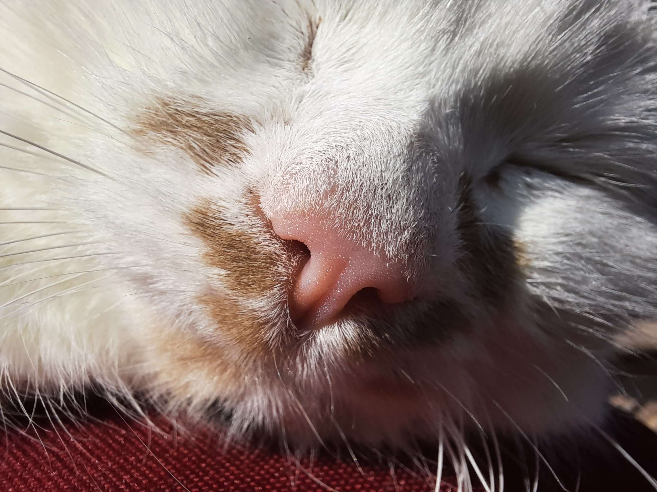 Ansicht 3 von Tierärztliche Praxis für Kleintiere Kruppke, Stefanie