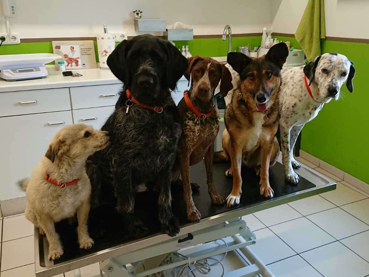 Ansicht 1 von Tierarztpraxis Elfi Kannengießer