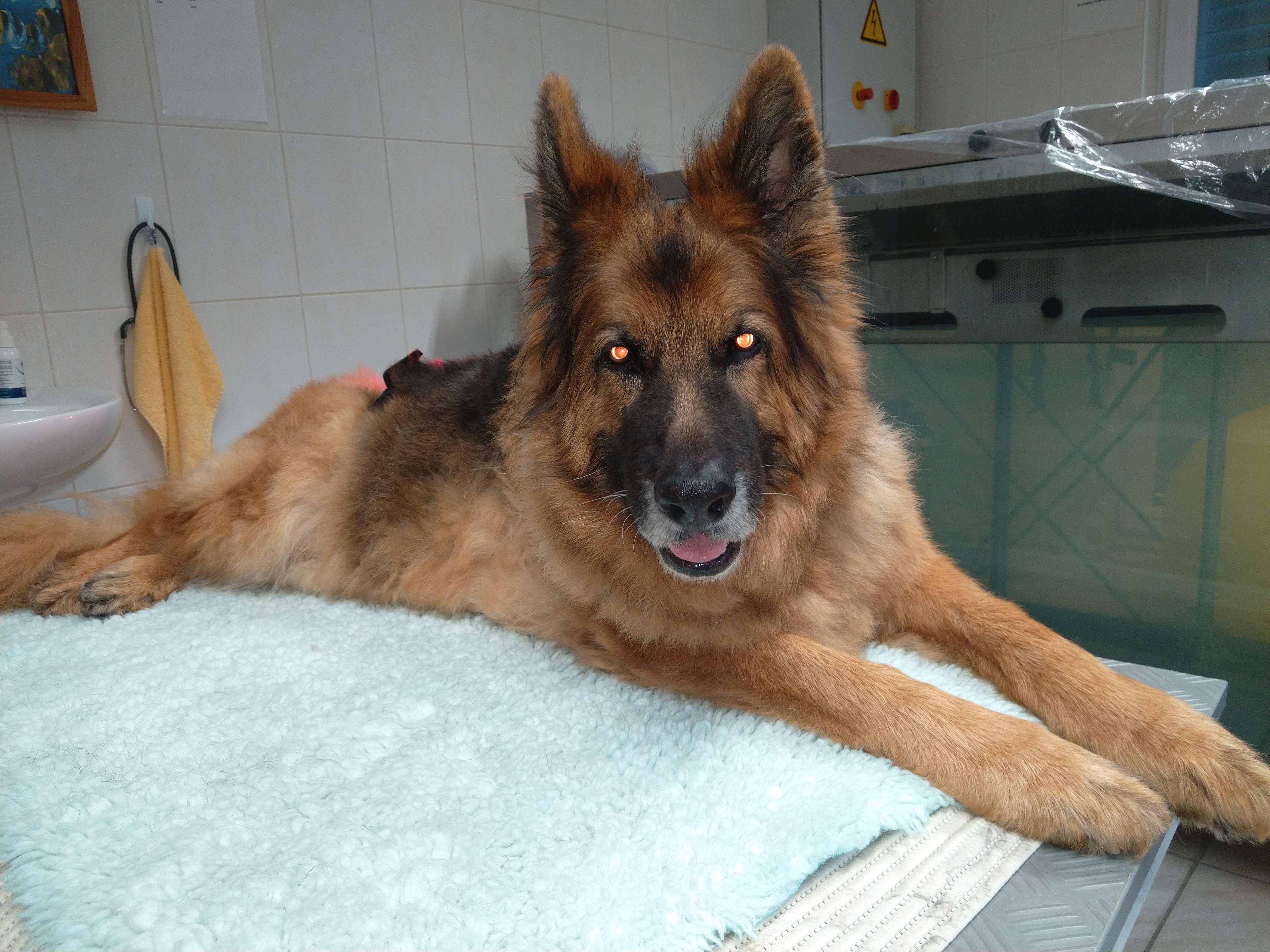 View 2 of Dr. med. vet. Alois Eggert