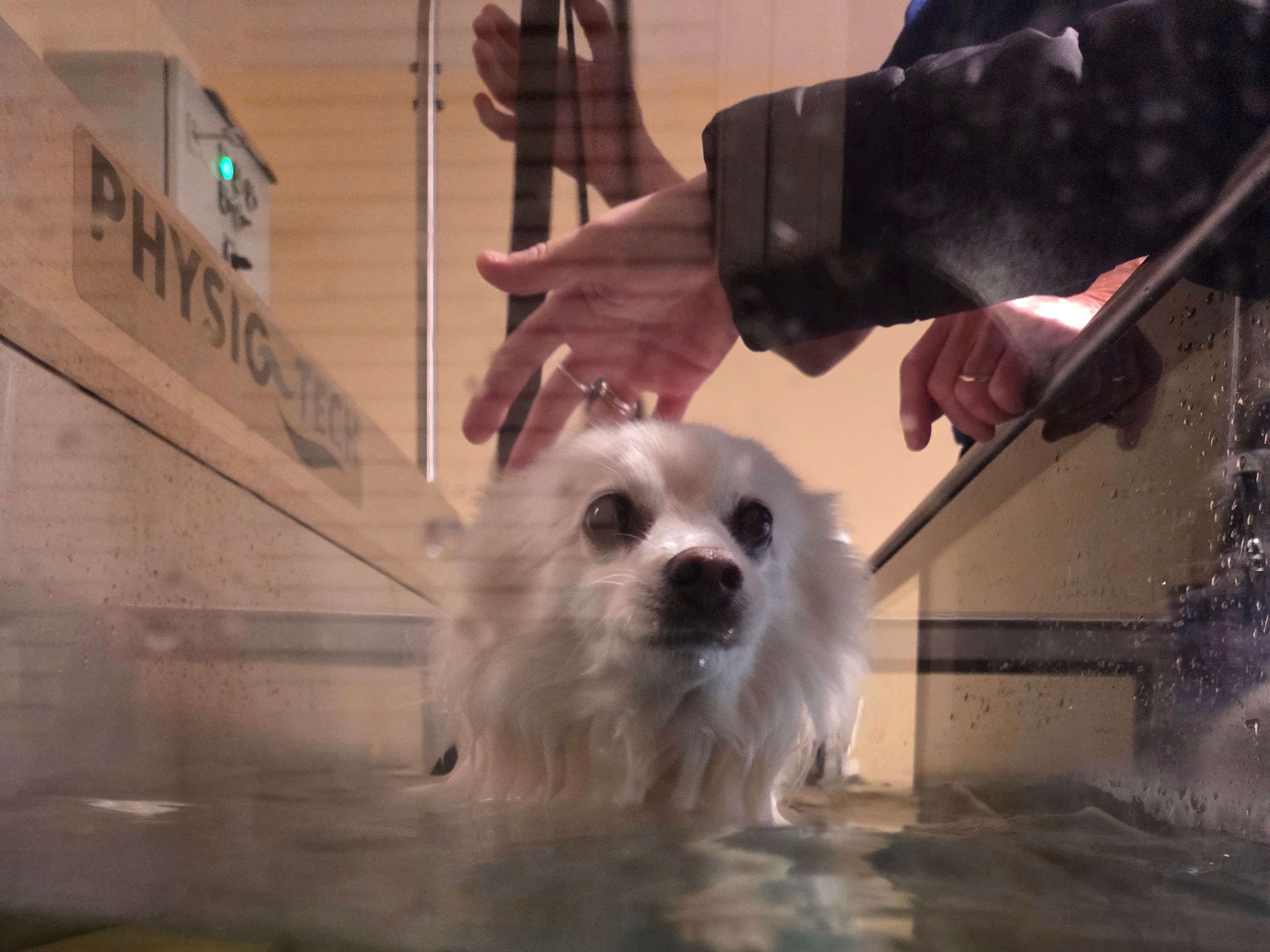 Ansicht 2 von Hundephysio Wannsee