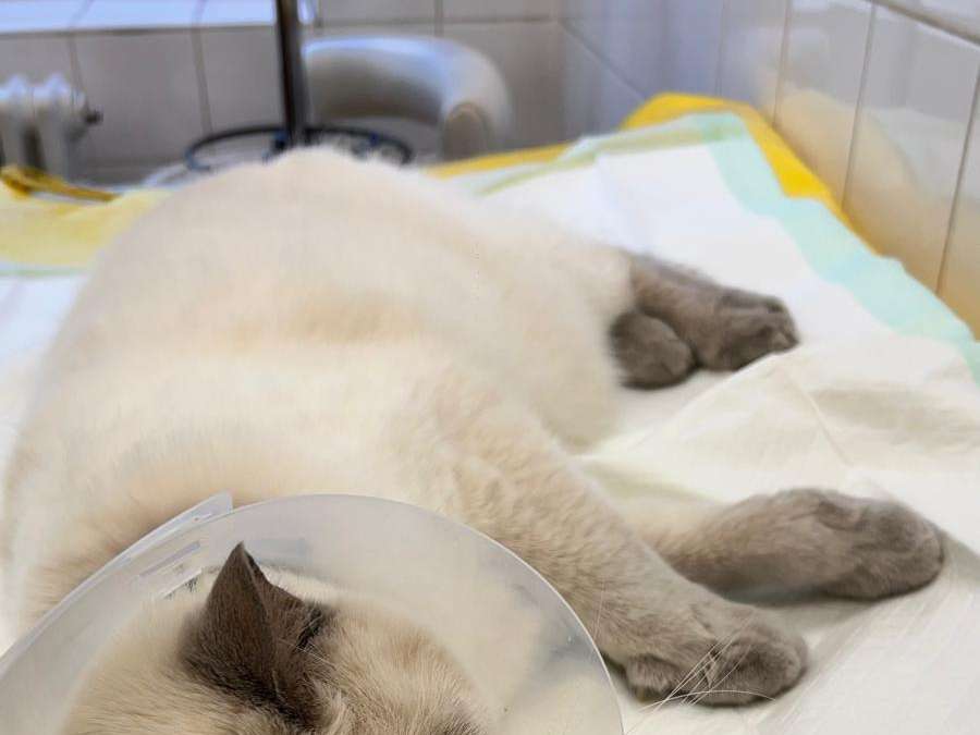 Ansicht 3 von Tierärztliche Klinik für Klein- und Heimtiere