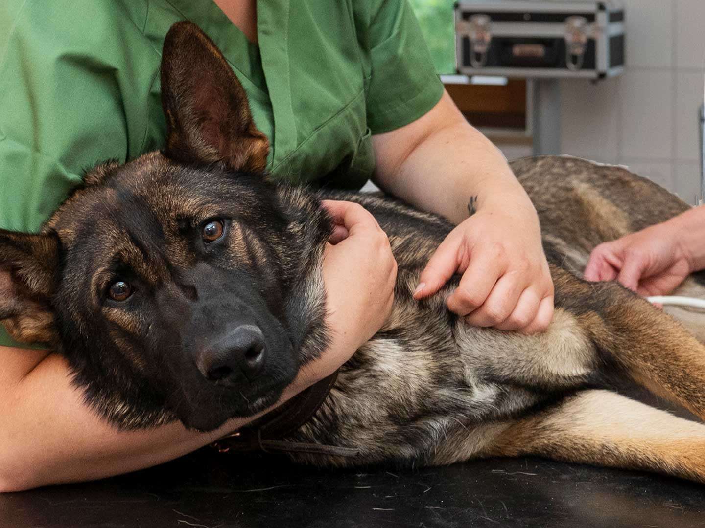 Ansicht 2 von Tierärzte Engen IVC Evidensia GmbH