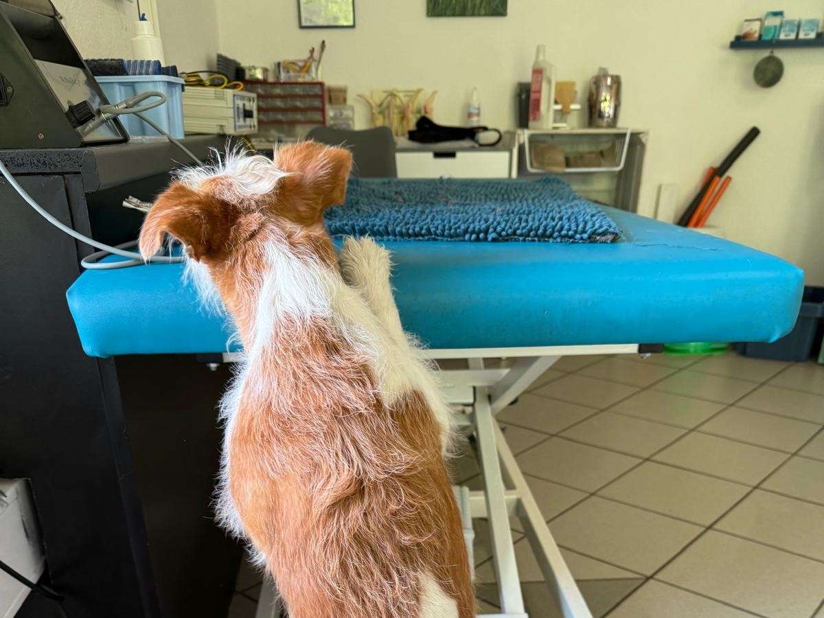 Ansicht 2 von Tierphysiotherapie Susanne Hoffmann