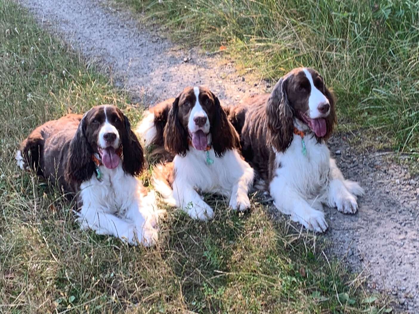 Ansicht 1 von Dog IN Motion- Hundeosteopathie und Physiotherapie