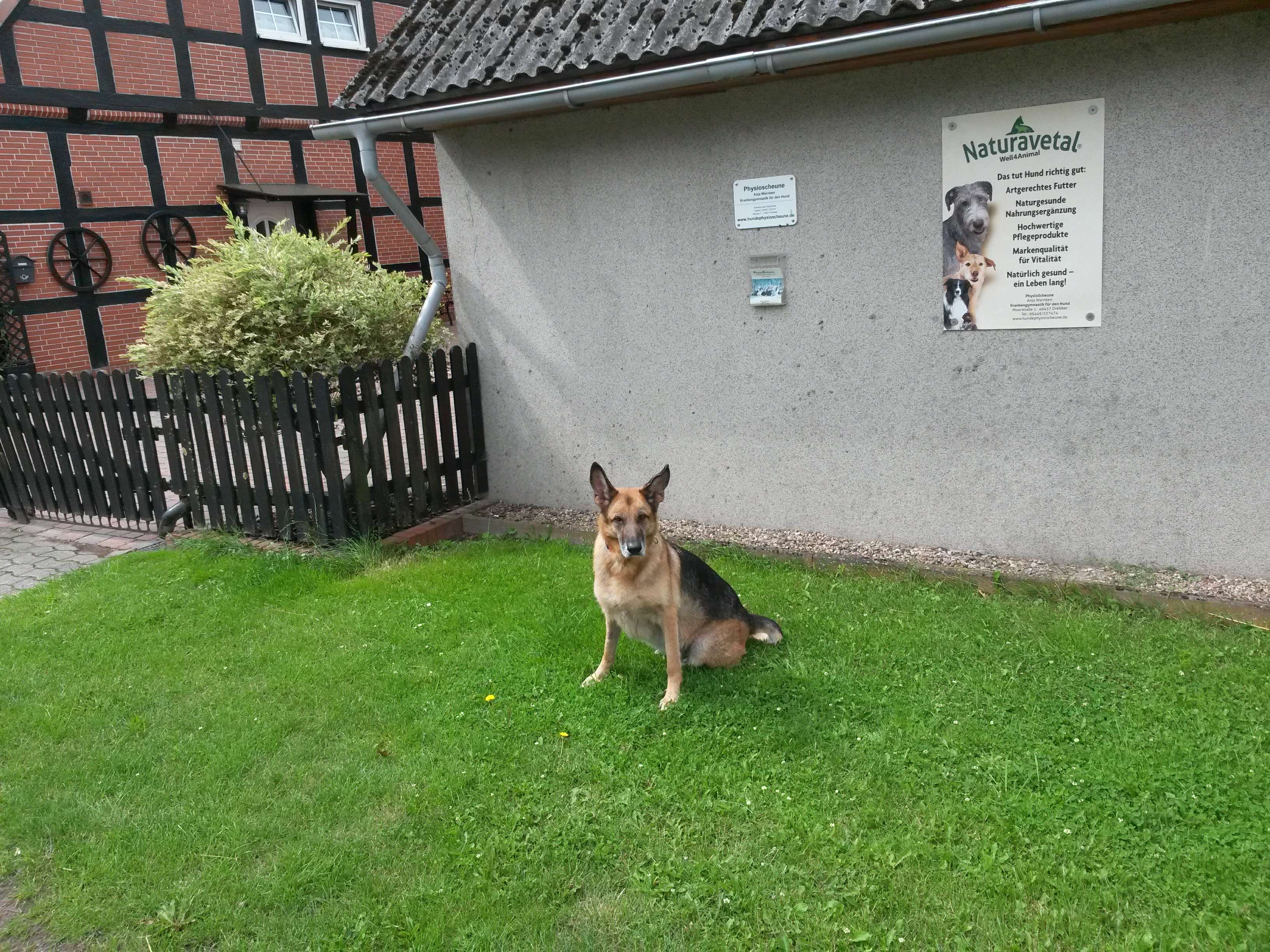 Ansicht 3 von PhysioScheune Krankengymnastik für Hunde