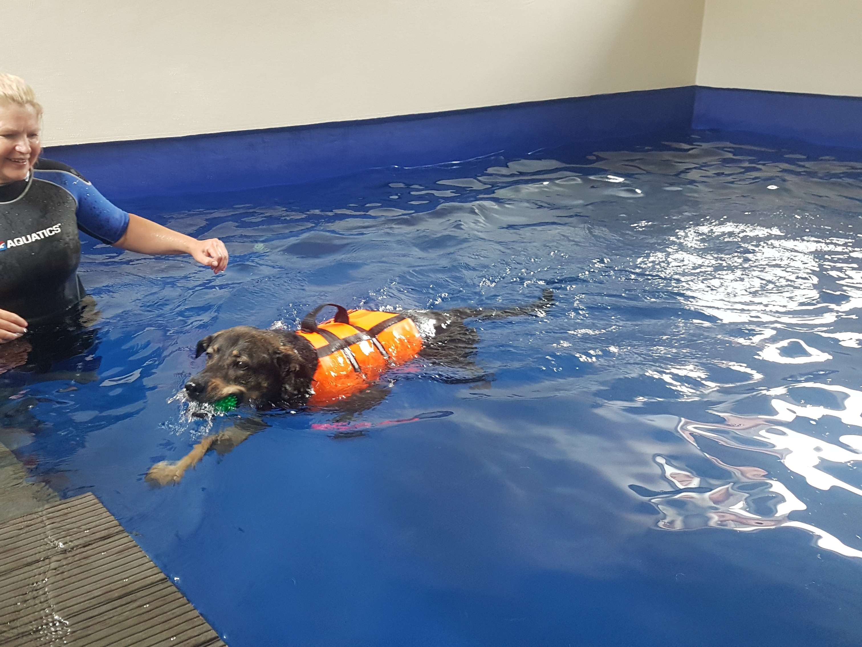 Ansicht 1 von Hundelaufwerk Physiotherapie für Hunde