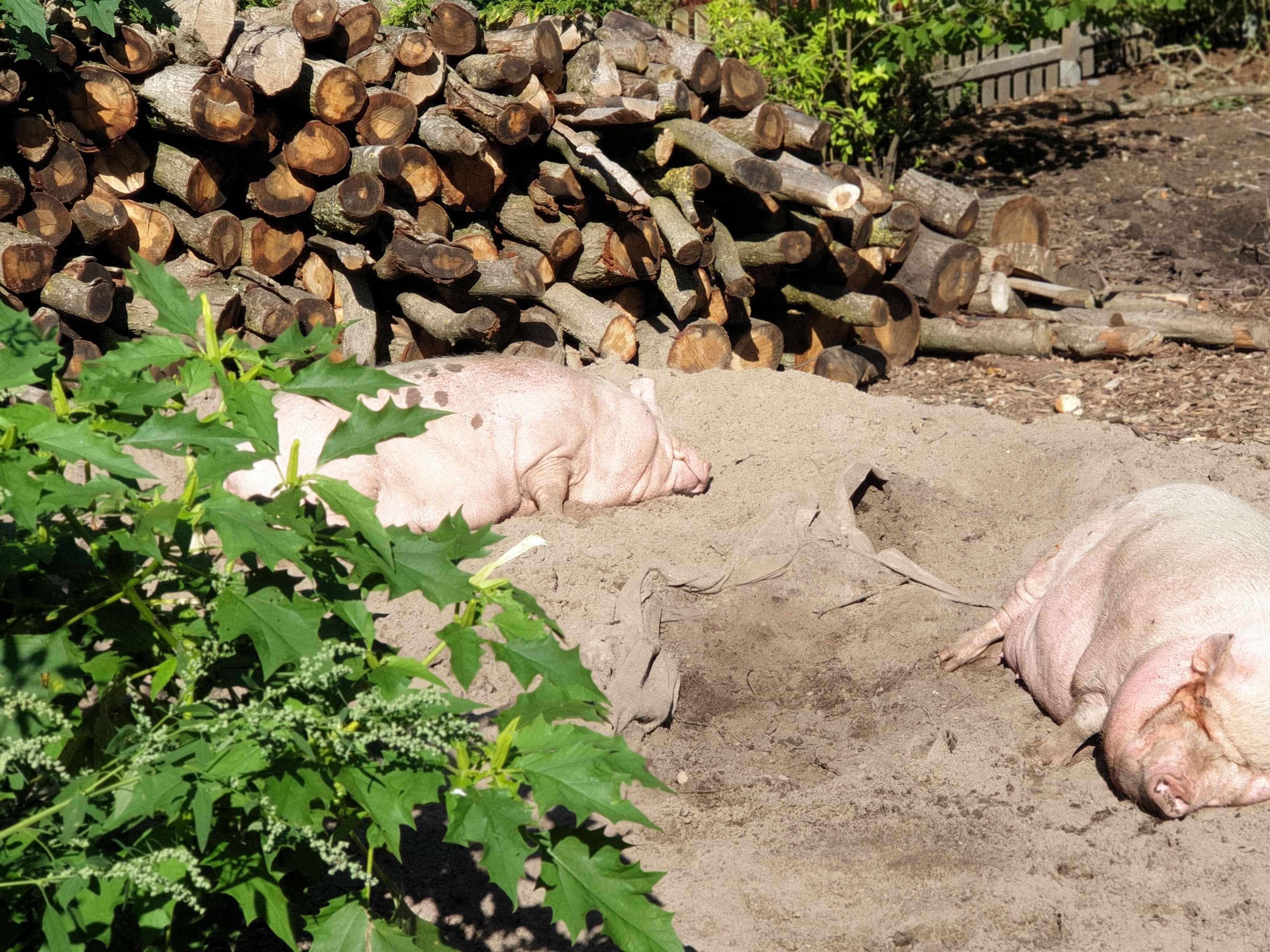 Ansicht 3 von Tierarztpraxis Naturheilkundliche für Kleintiere und Pferde A. Ceglowski-Weber