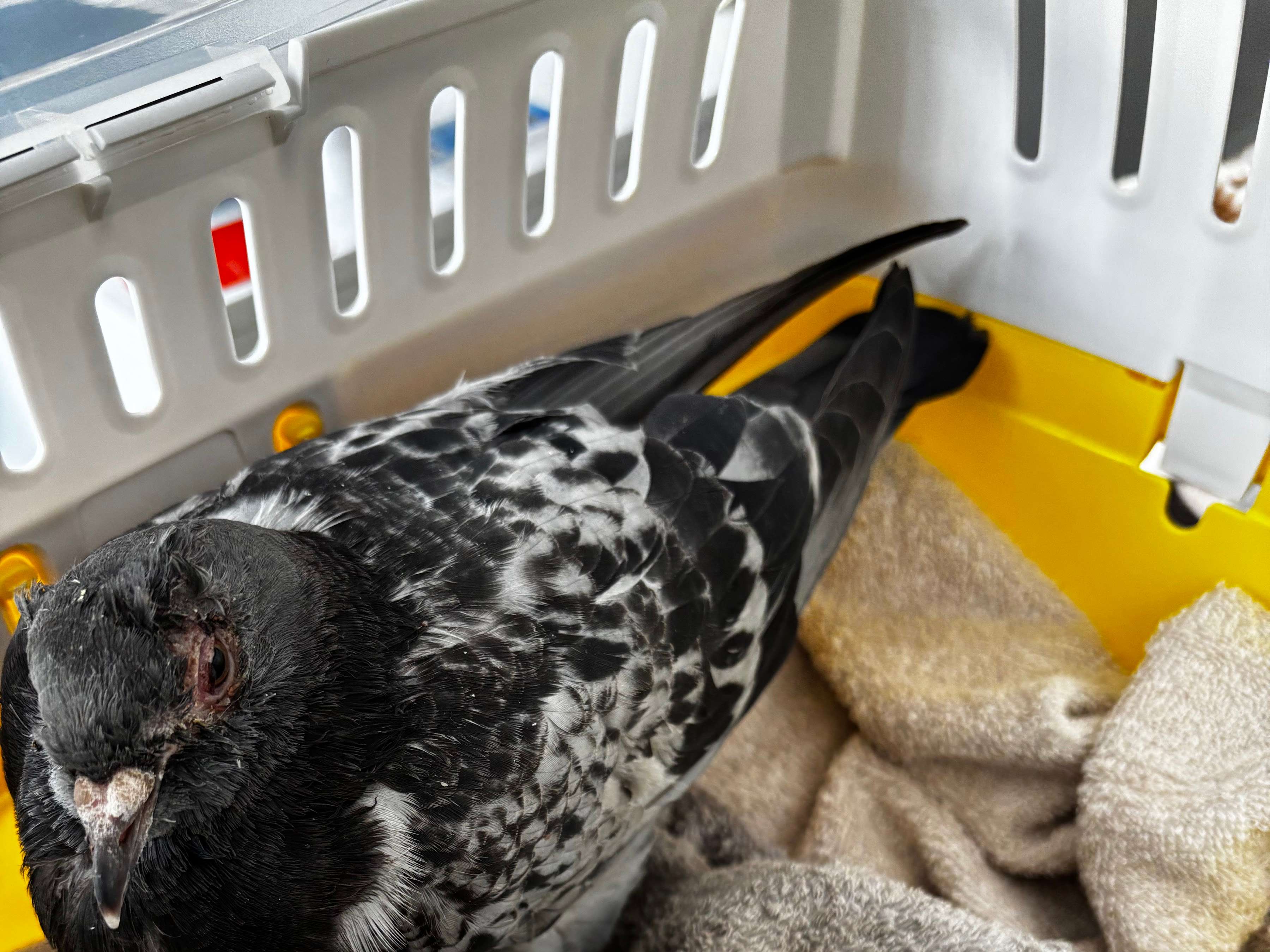 Ansicht 3 von Vogeltierarzt Dr. Alexa Vaupel