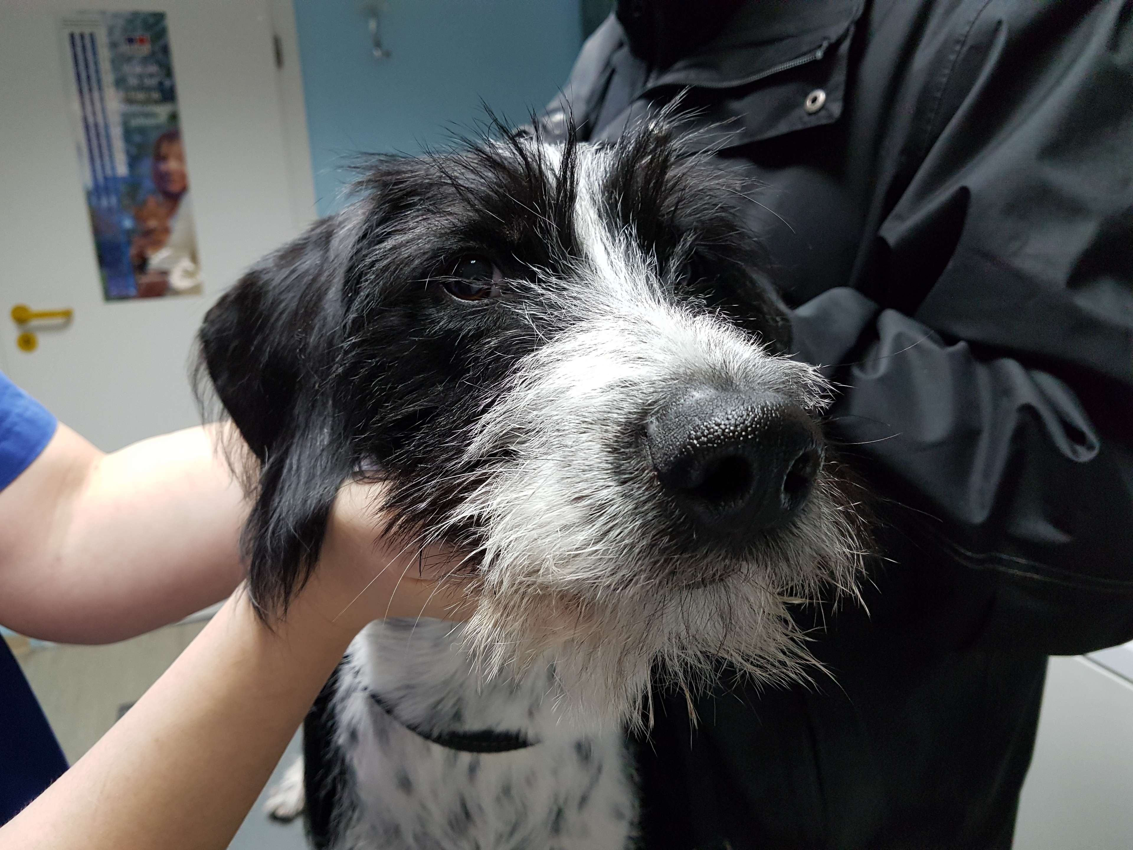 View 5 of Kleintierzentrum Baden-Baden | Dr. med. vet. Mario Knop