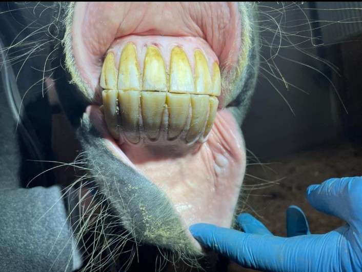 Ansicht 3 von Pferde(dental)praxis, Pferdetierarzt