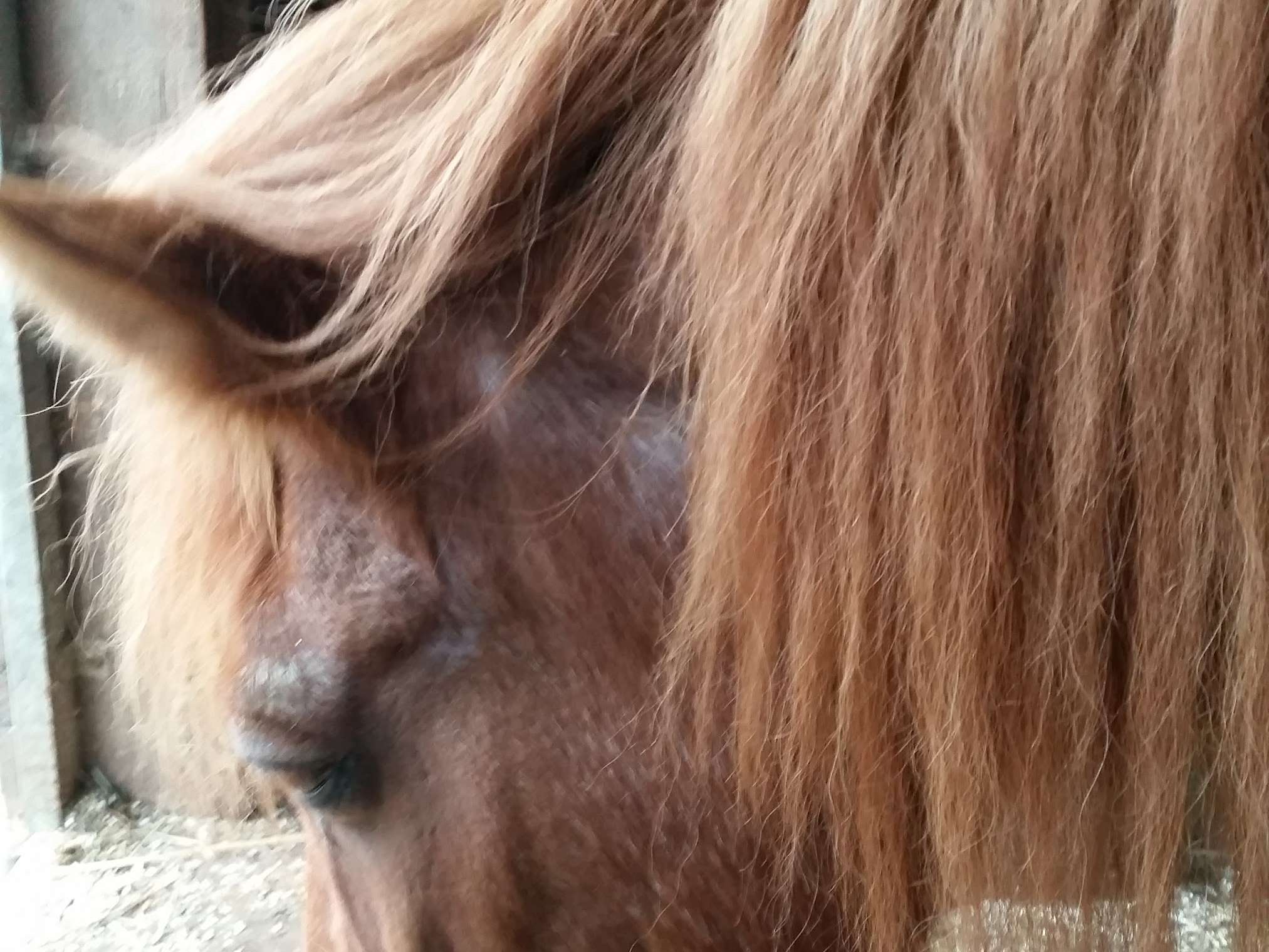 Ansicht 3 von Mag.med.vet. Astrid Hartig Chiropraktik und Akupunktur für Pferde Hunde und Katzen