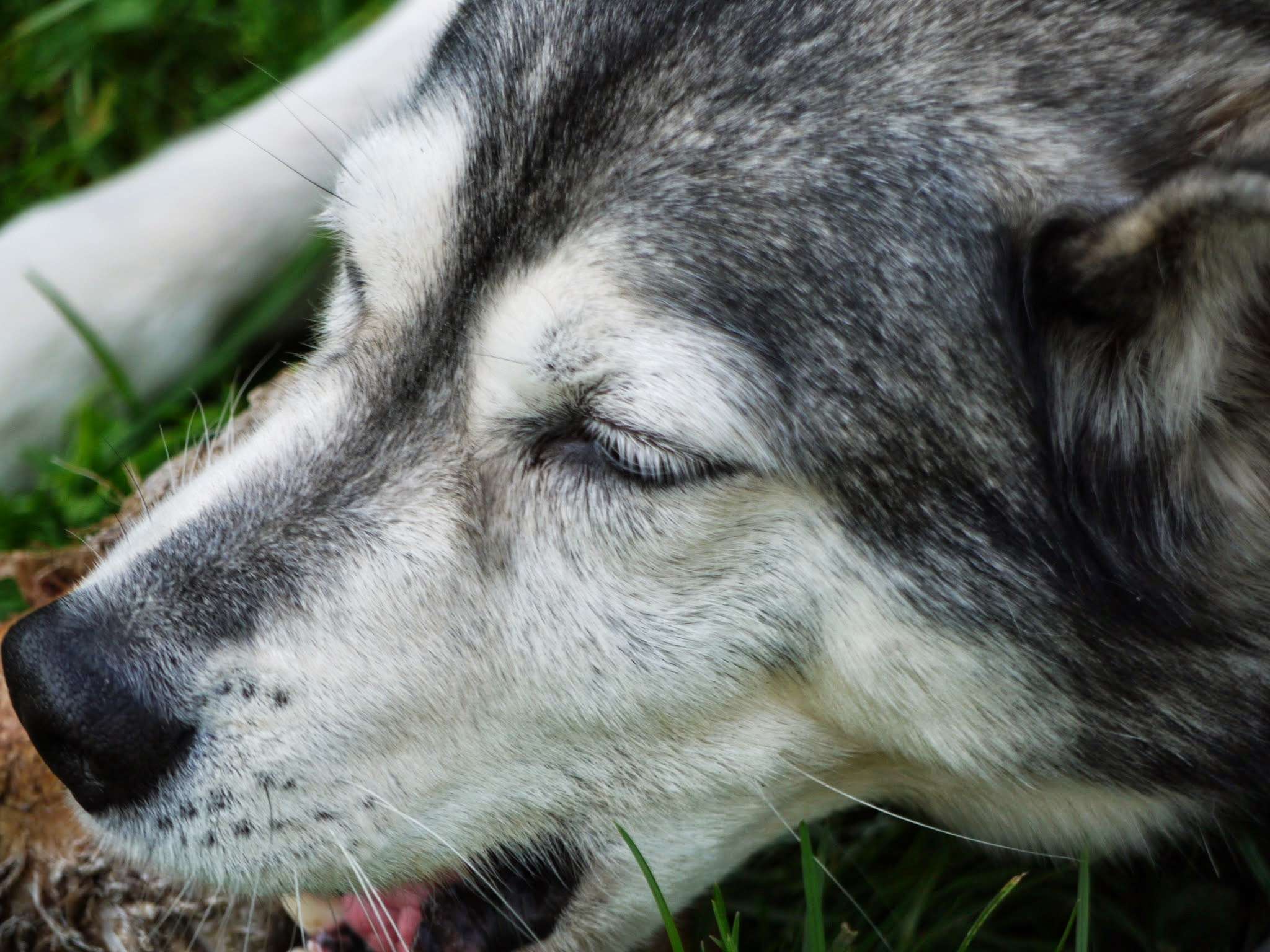 View 3 of Tierarztpraxis Pfahl-Kreis, pets-in-motion