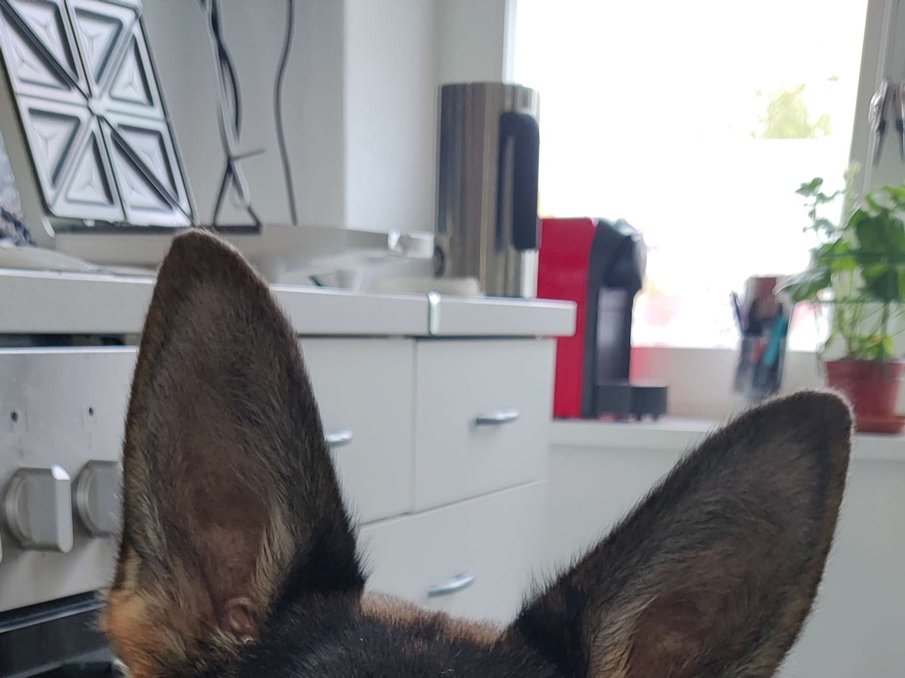View 1 of Fennewald Ines Dr.med.vet. Kleintierpraxis