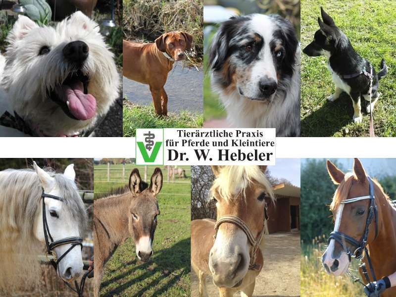 Ansicht 1 von Wolf Günther Hebeler Tierarzt für Pferde und Kleintiere