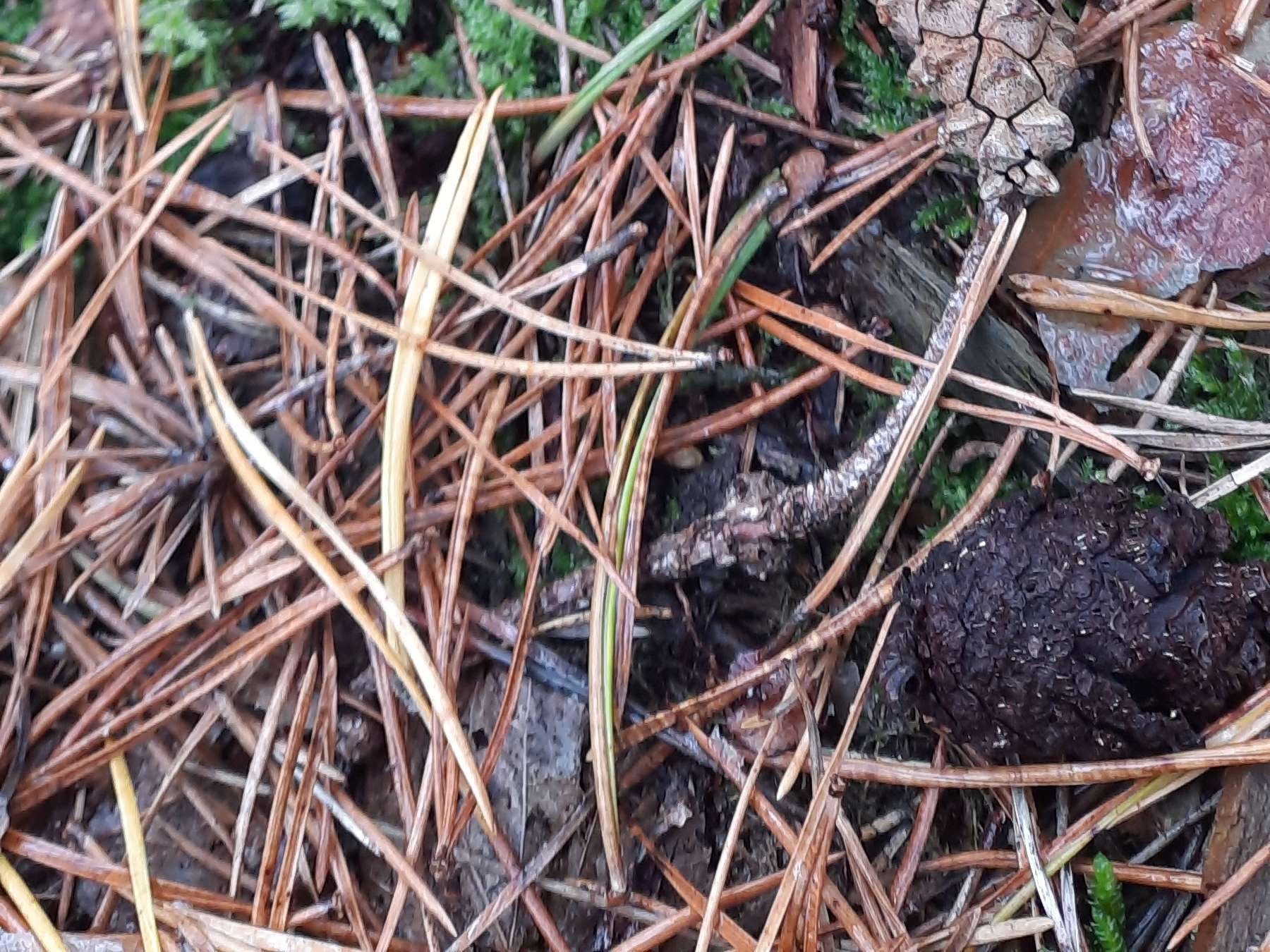 Ansicht 5 von Uta Müller von Blumencron Praktische Tierärztin