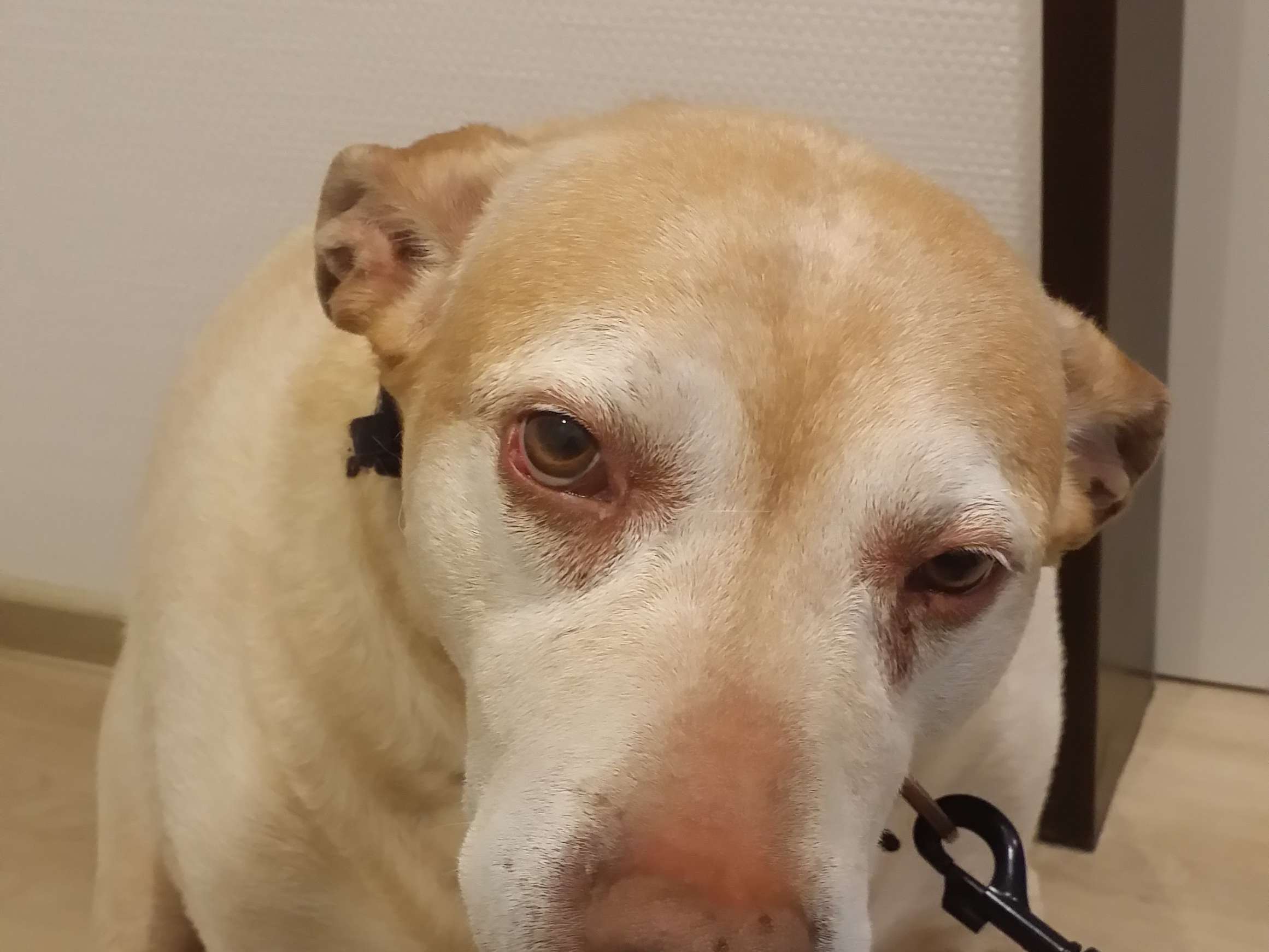 View 3 of Dr. med. vet. Kai Boye